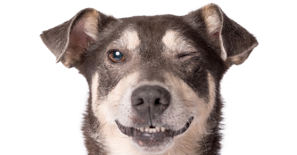 Why do Dogs get Eye Infections?