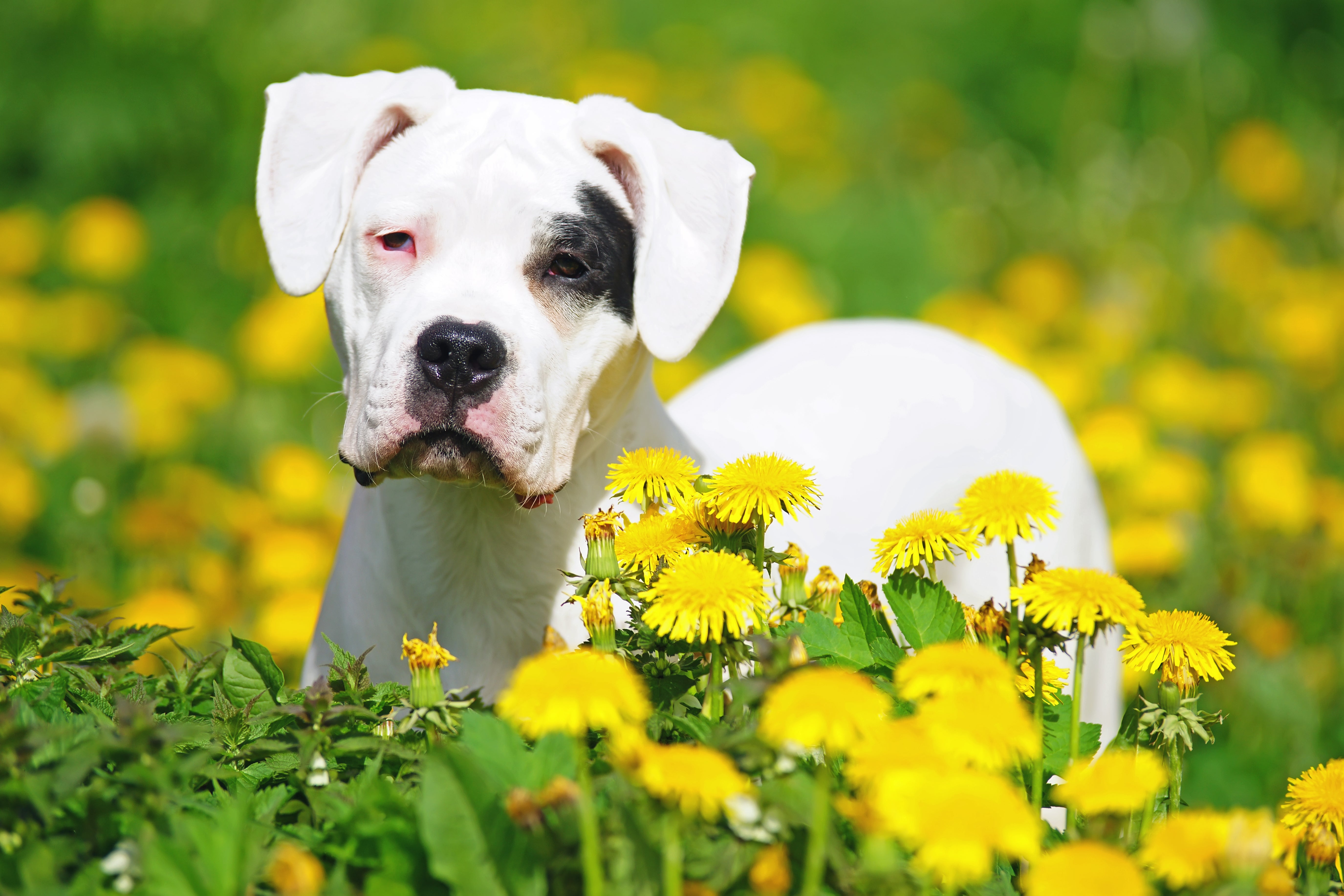 Young Dogo Argentino dog breed standing in a meadow of yellow flowers