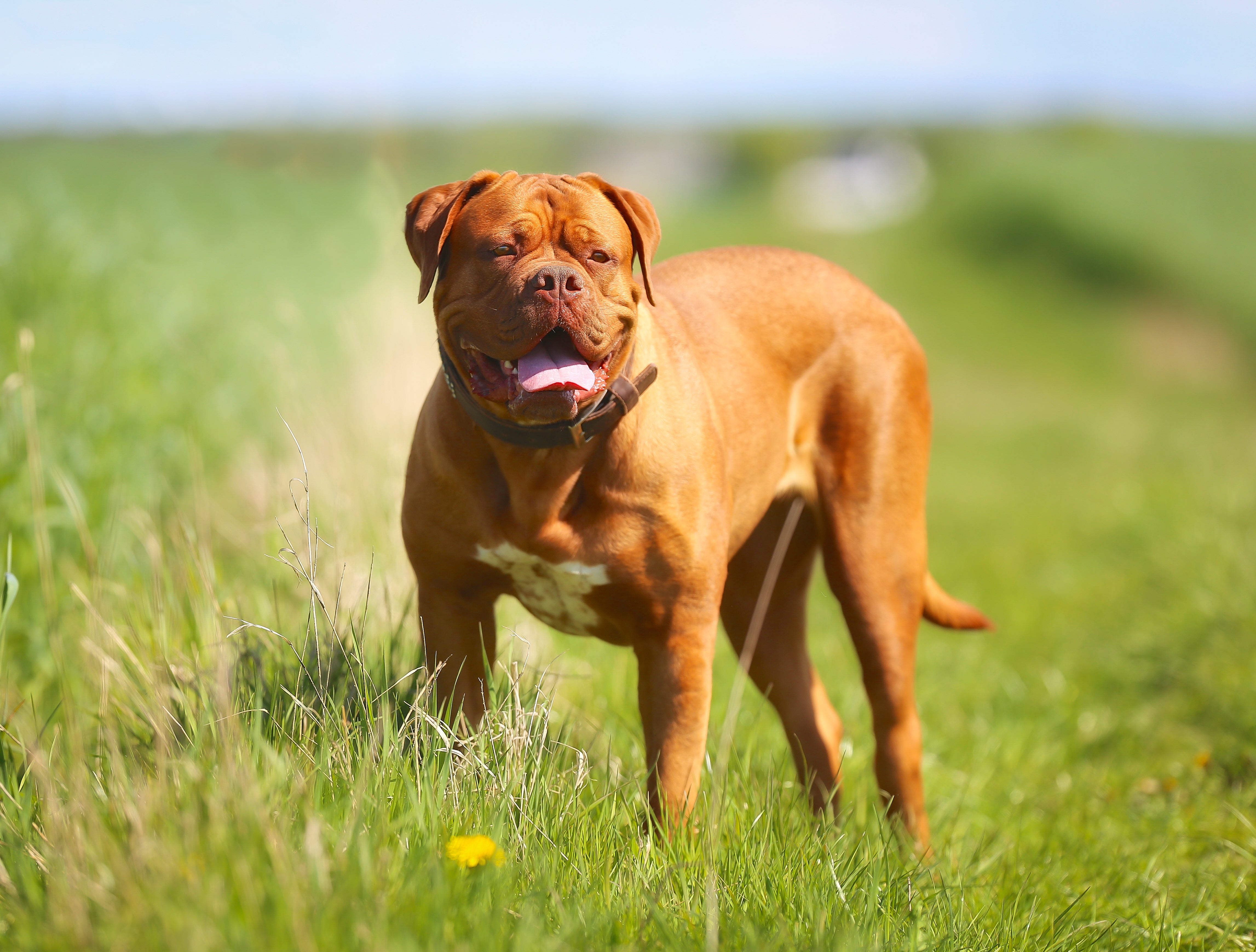 side profile of french mastiff dogue de bordeaux standing in a grassy field with blue sky in the horizon