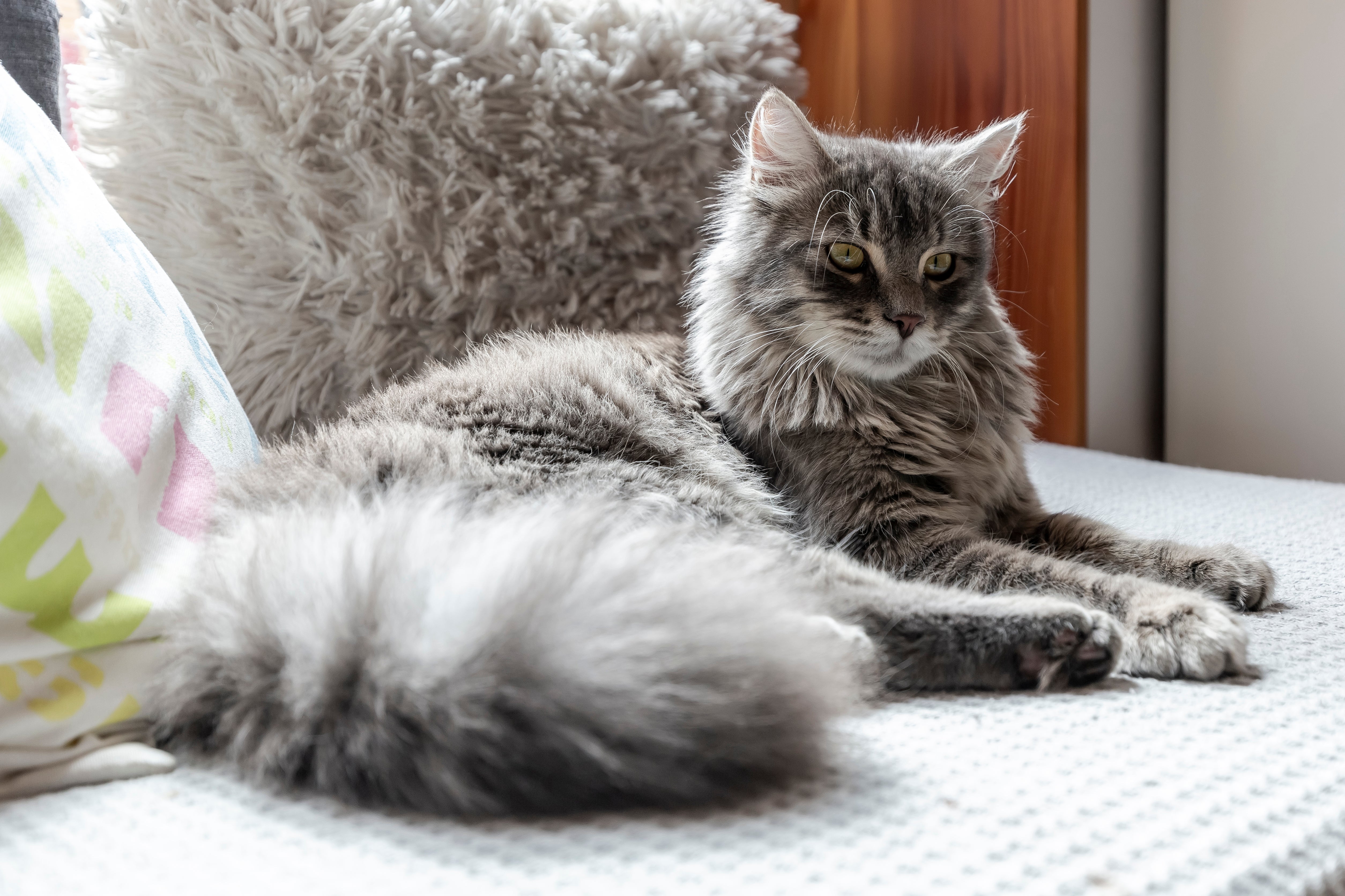 Grey Domestic Long Hair cat breed laying on a bed against a grey pillow