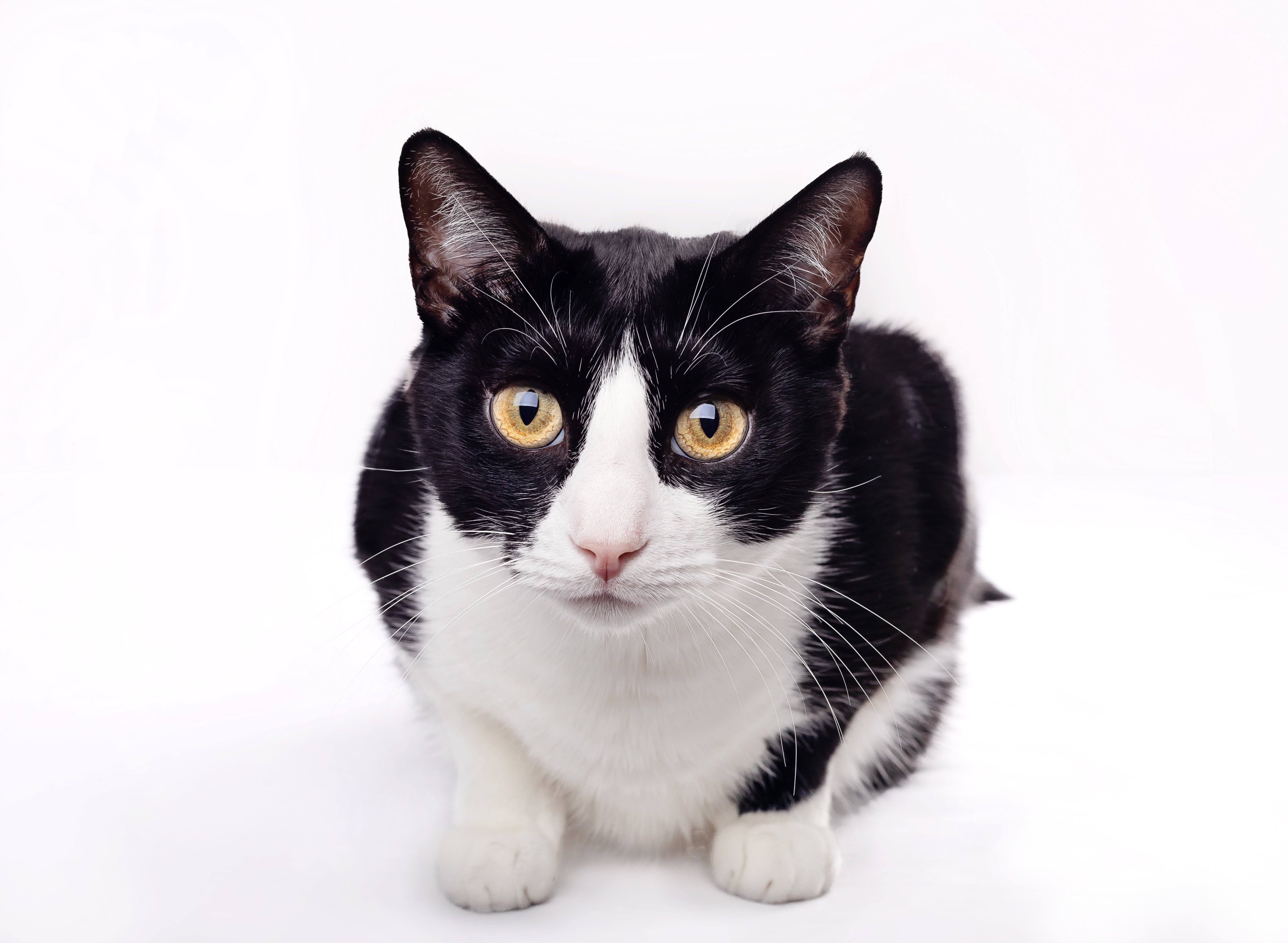 Close up of a black and white domestic shorthair cat breed crouching against a white background