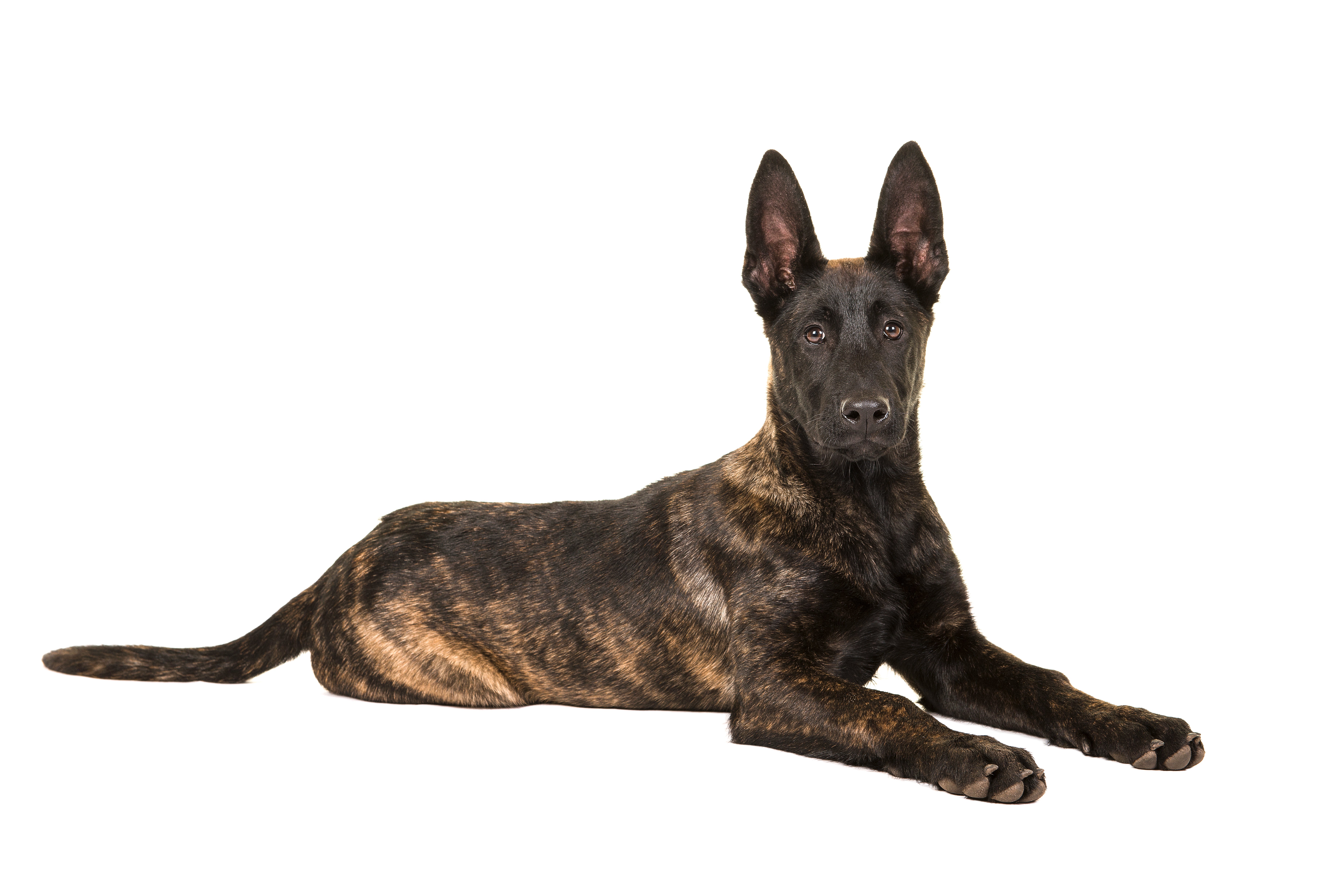 Laying down side veiw of a Dutch Shepherd dog breed looking at the camera with a white background