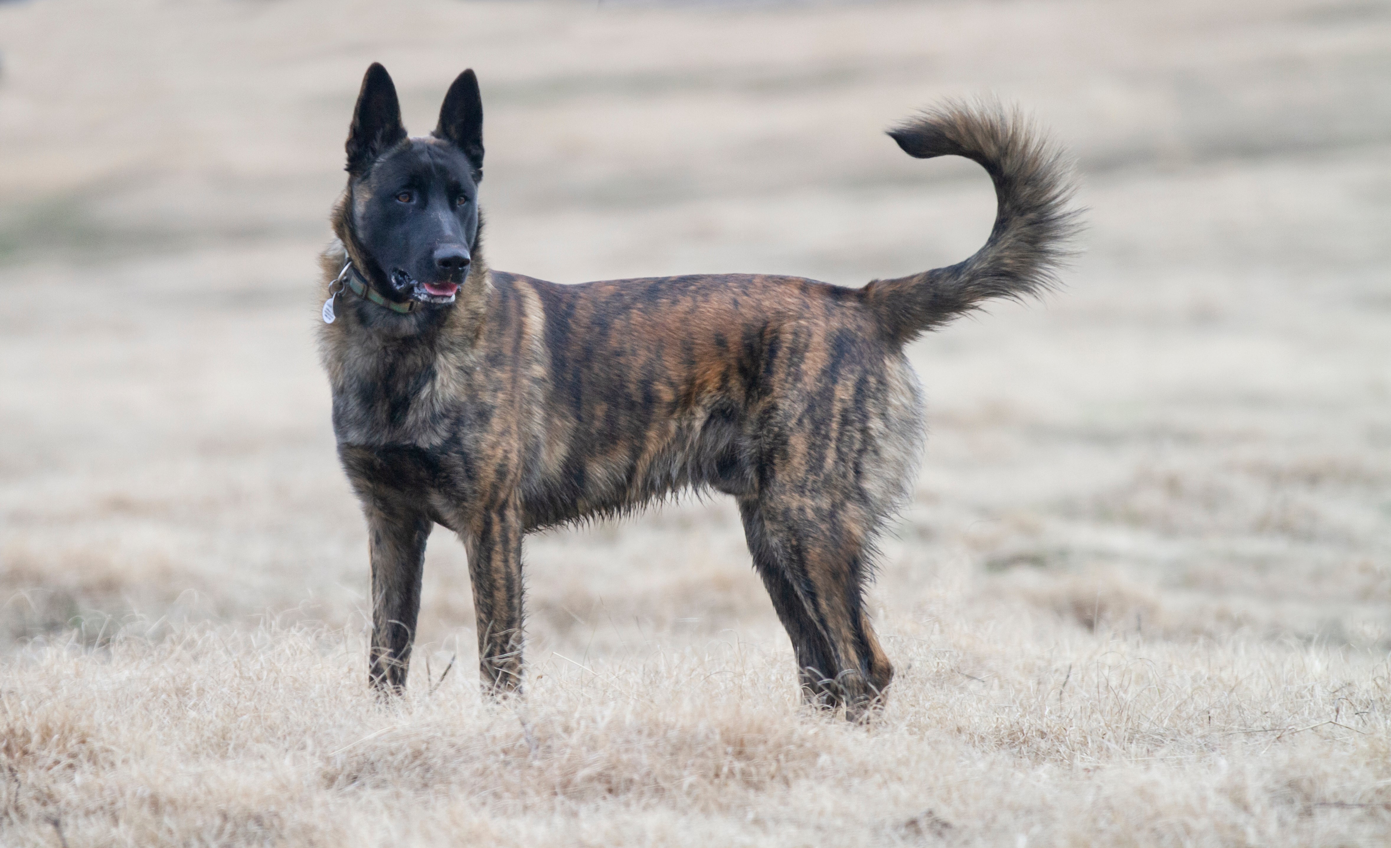 Standing side view of a Dutch Shepherd dog breed in a dry meadow looking to the right