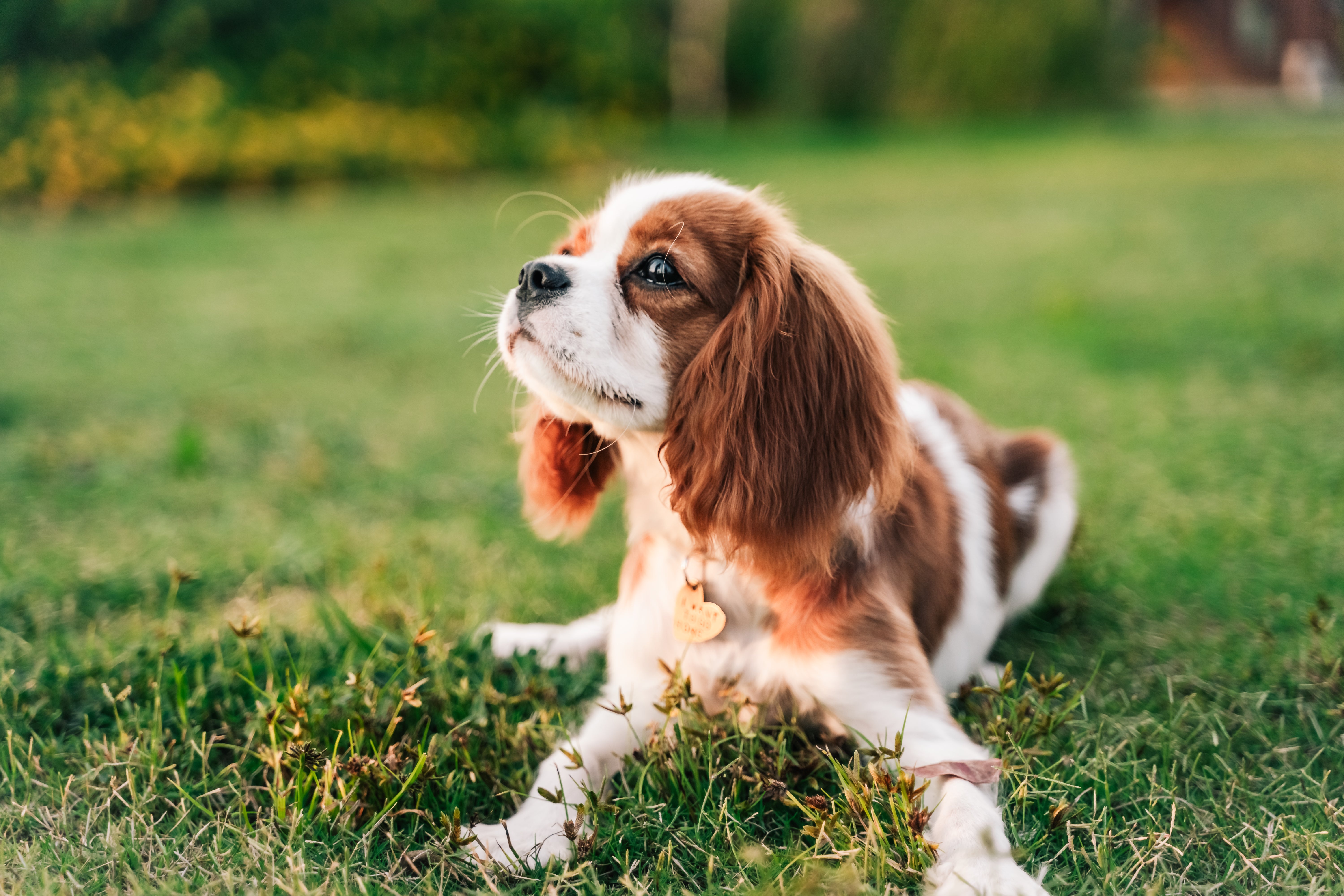 Close up of an English Toy Spaniel dog breed laying on the grass looking off to the left