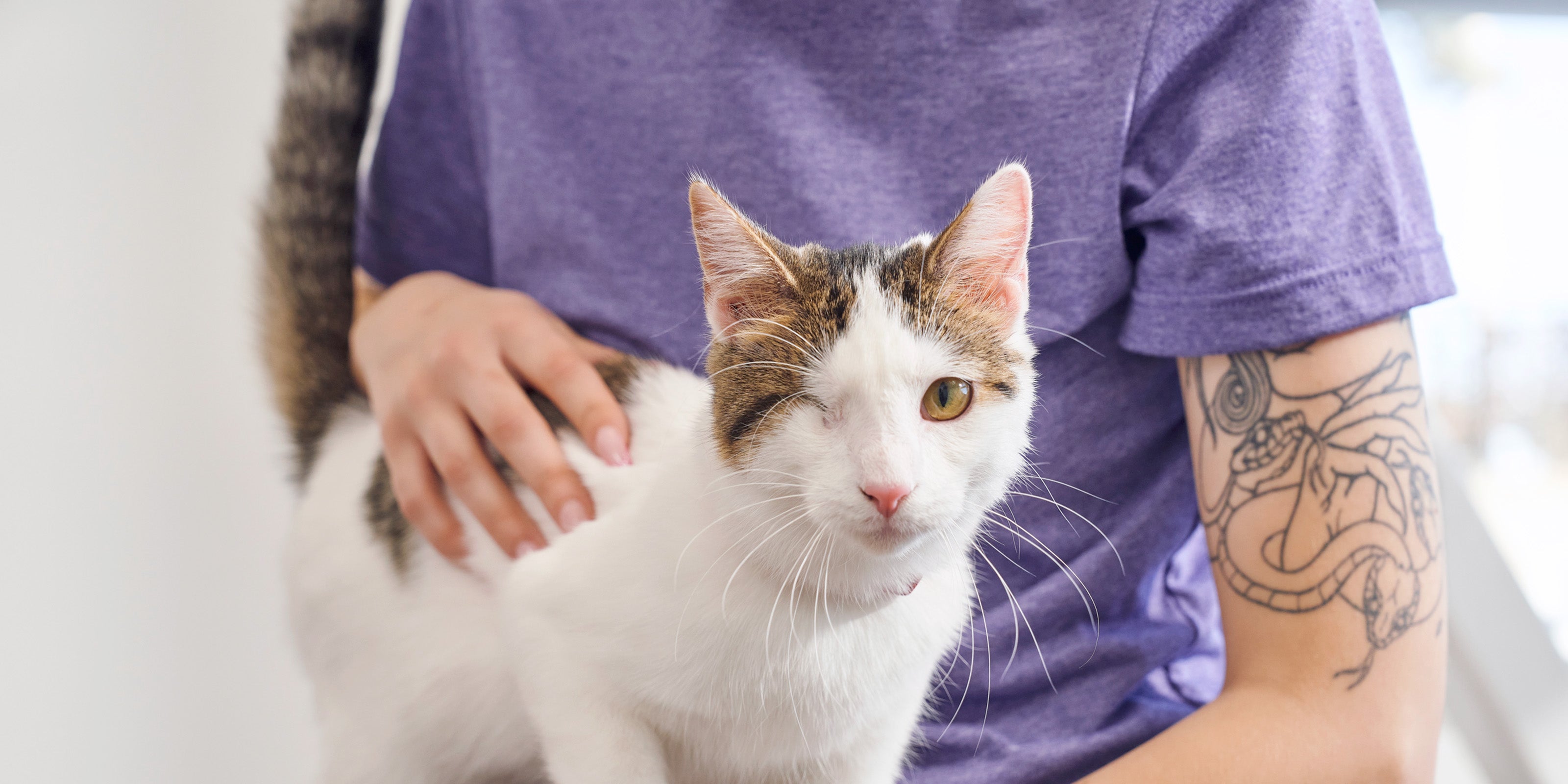 cat being held looks into the camera