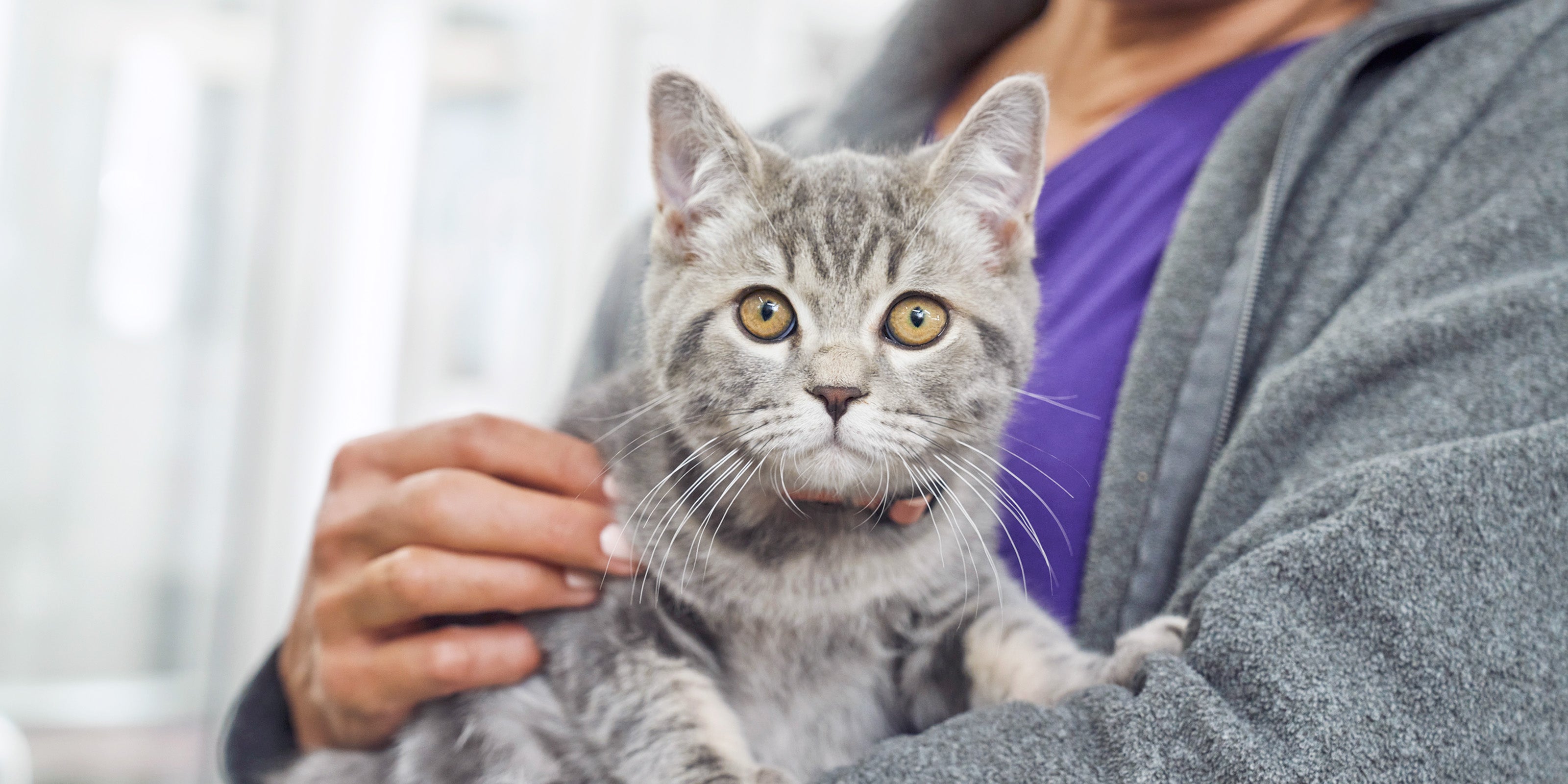 kitten being held looks into the camera