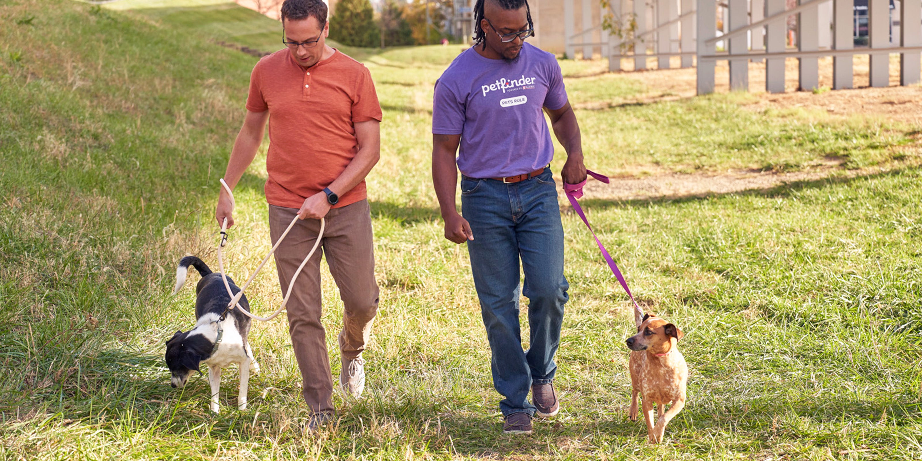 Shelter volunteers walking dogs together