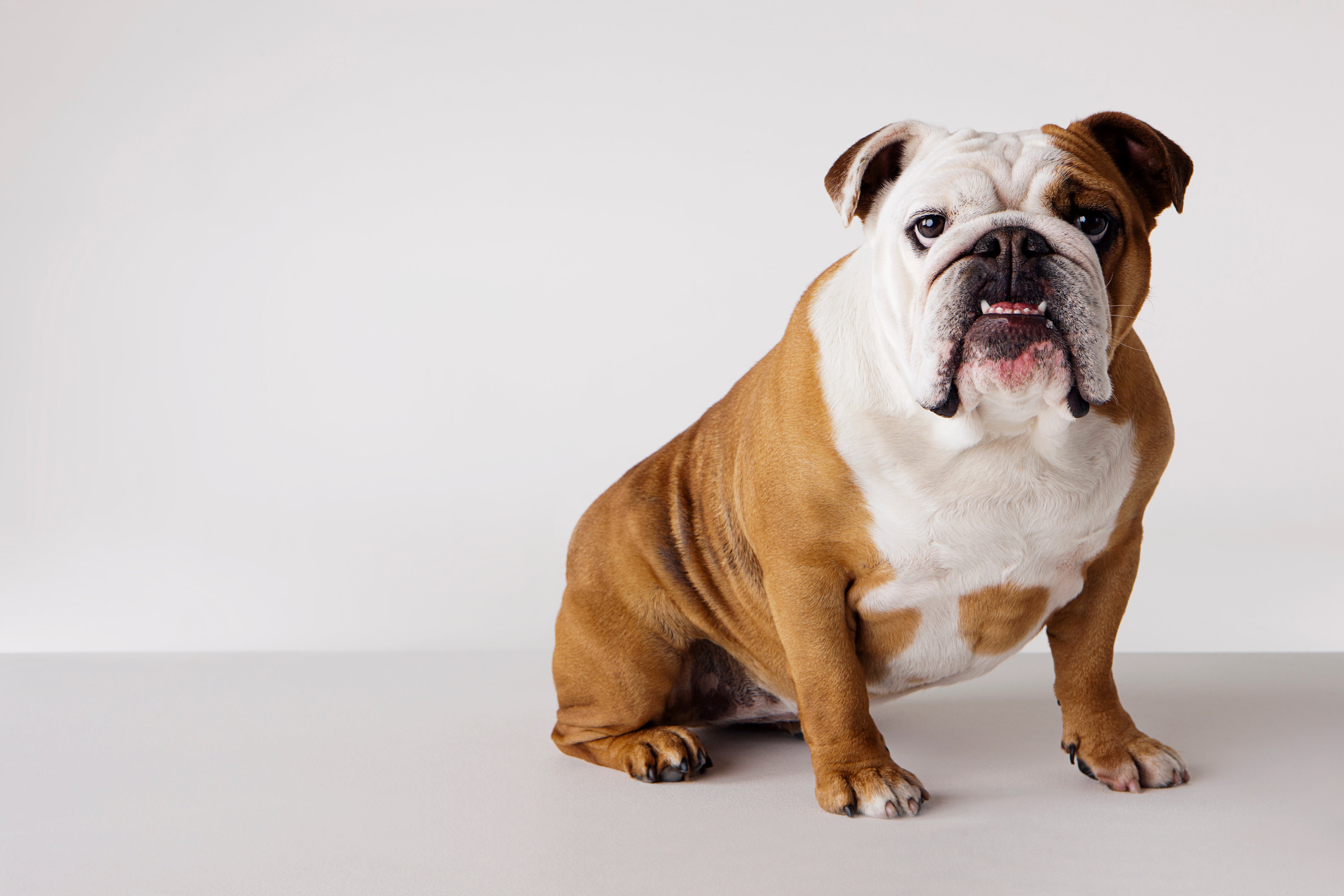 English Bulldog breed sitting on grass in a garden with head tilted looking at camera