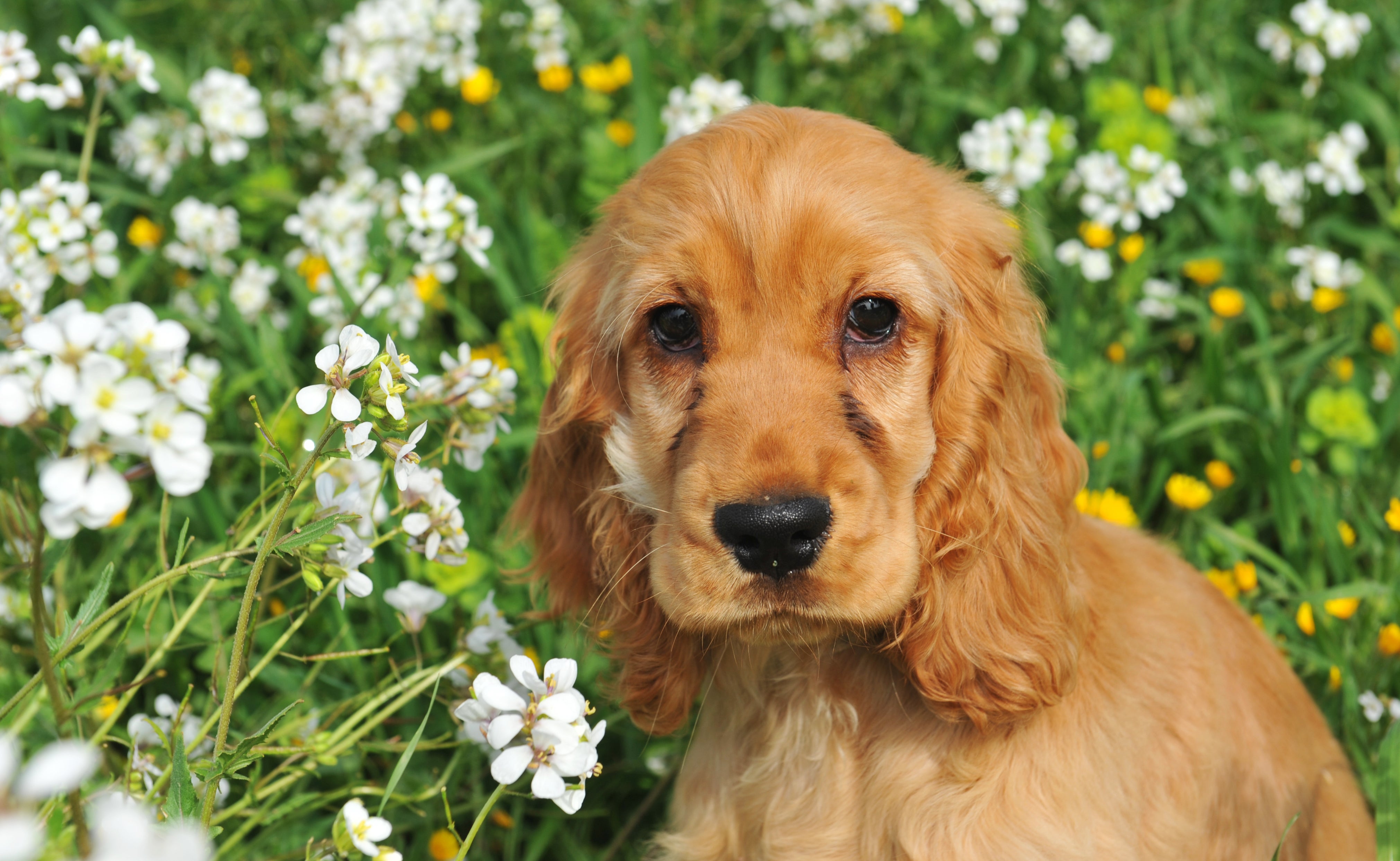 close up of english cocker spaniel puppy in a field of white flowers