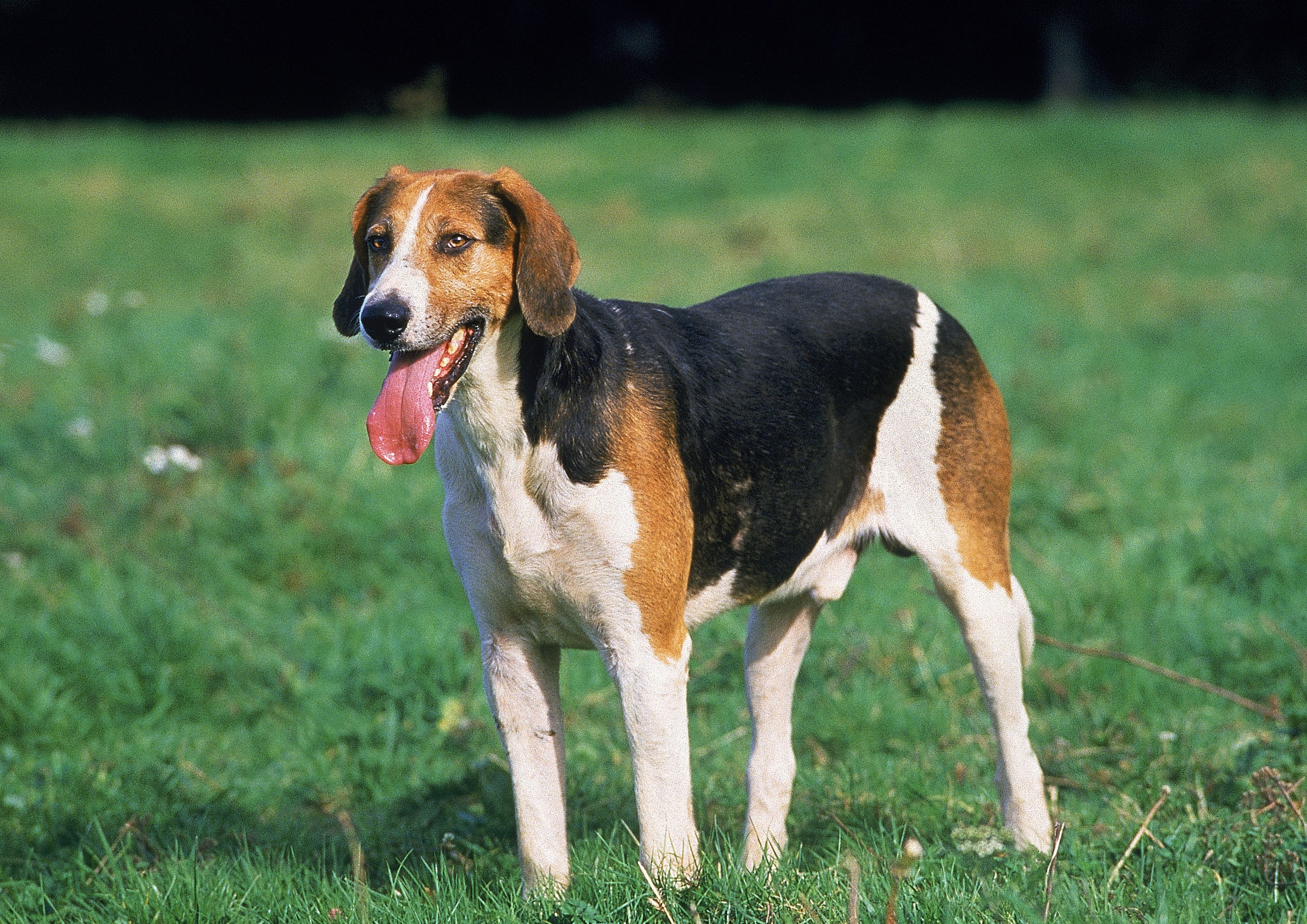 Standing English Foxhound dog breed on the grass panting