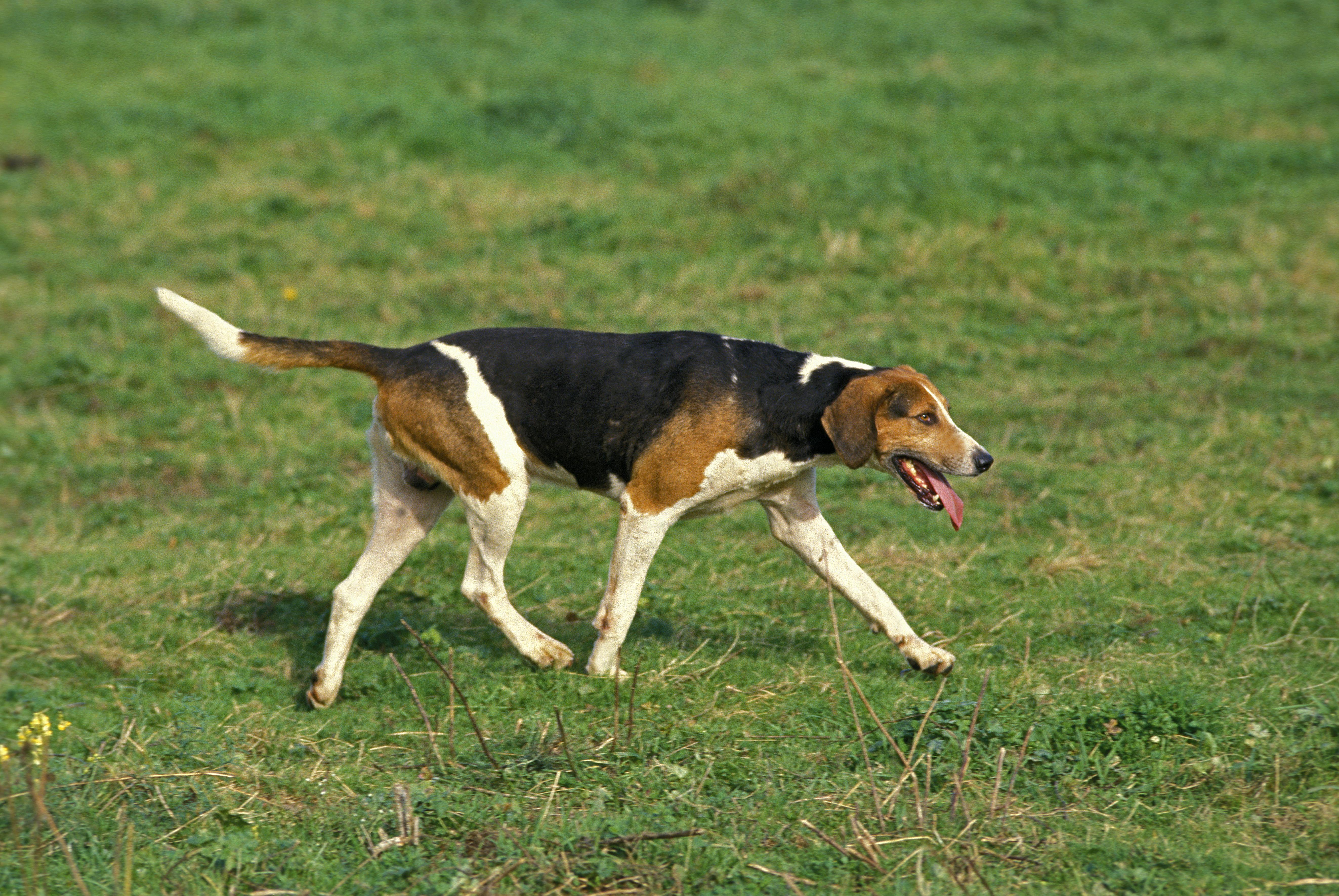 Side view of a walking English Foxhound dog breed on the grass panting