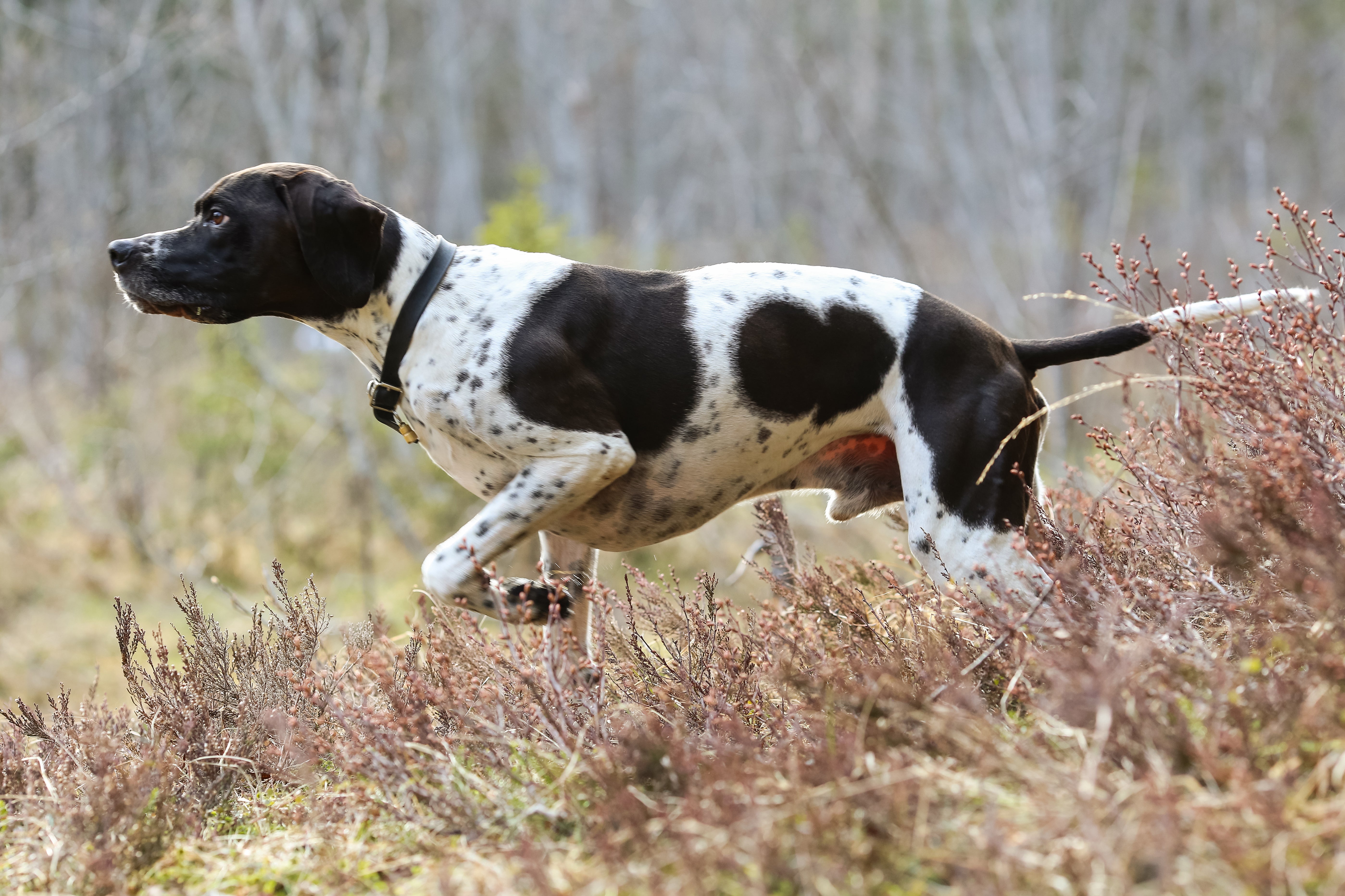 Side view of an English Pointer dog breed running across a fall meadow heading left