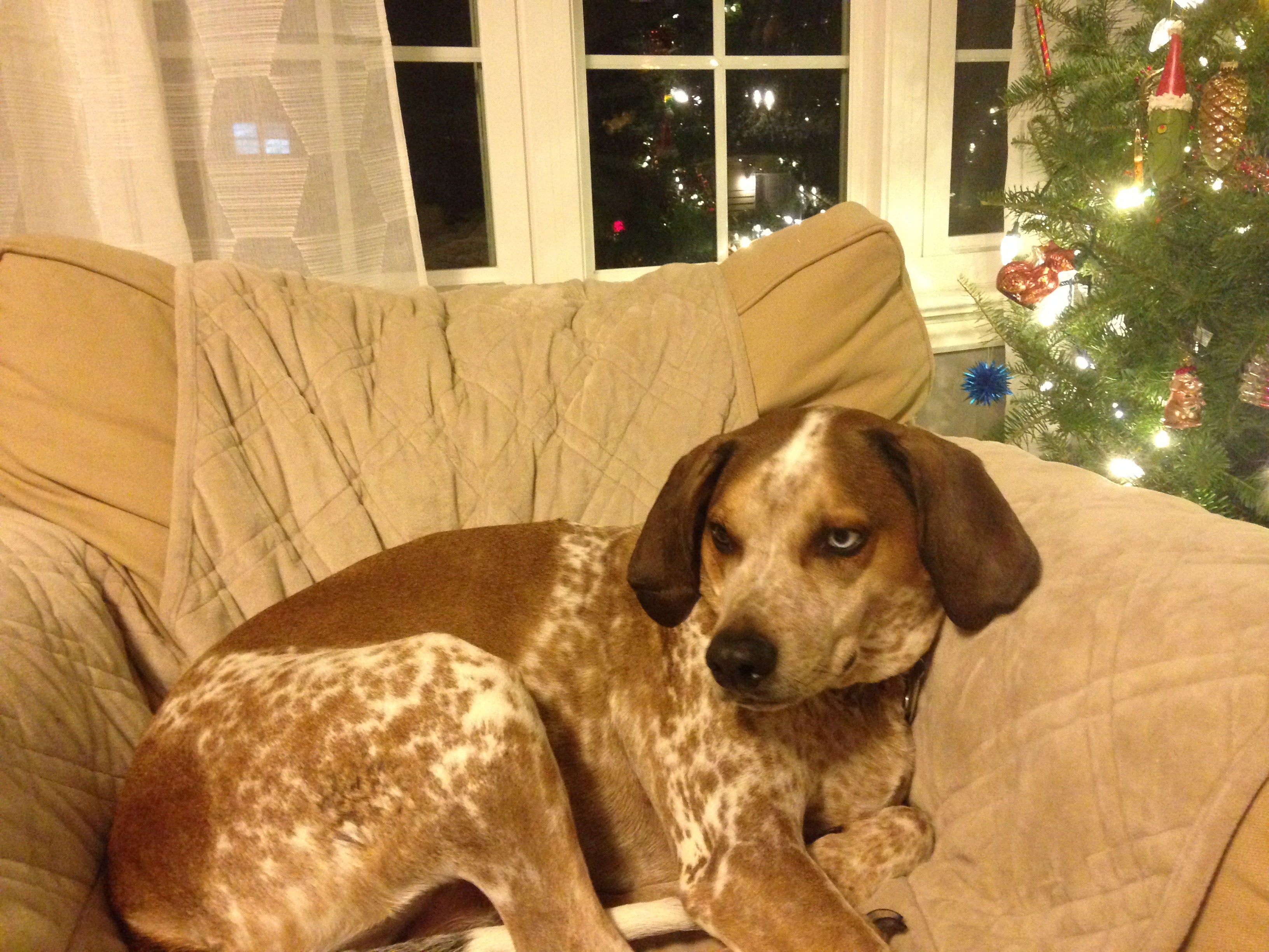 English Redtick Coonhound dog breed laying on a couch with Christmas tree in the background