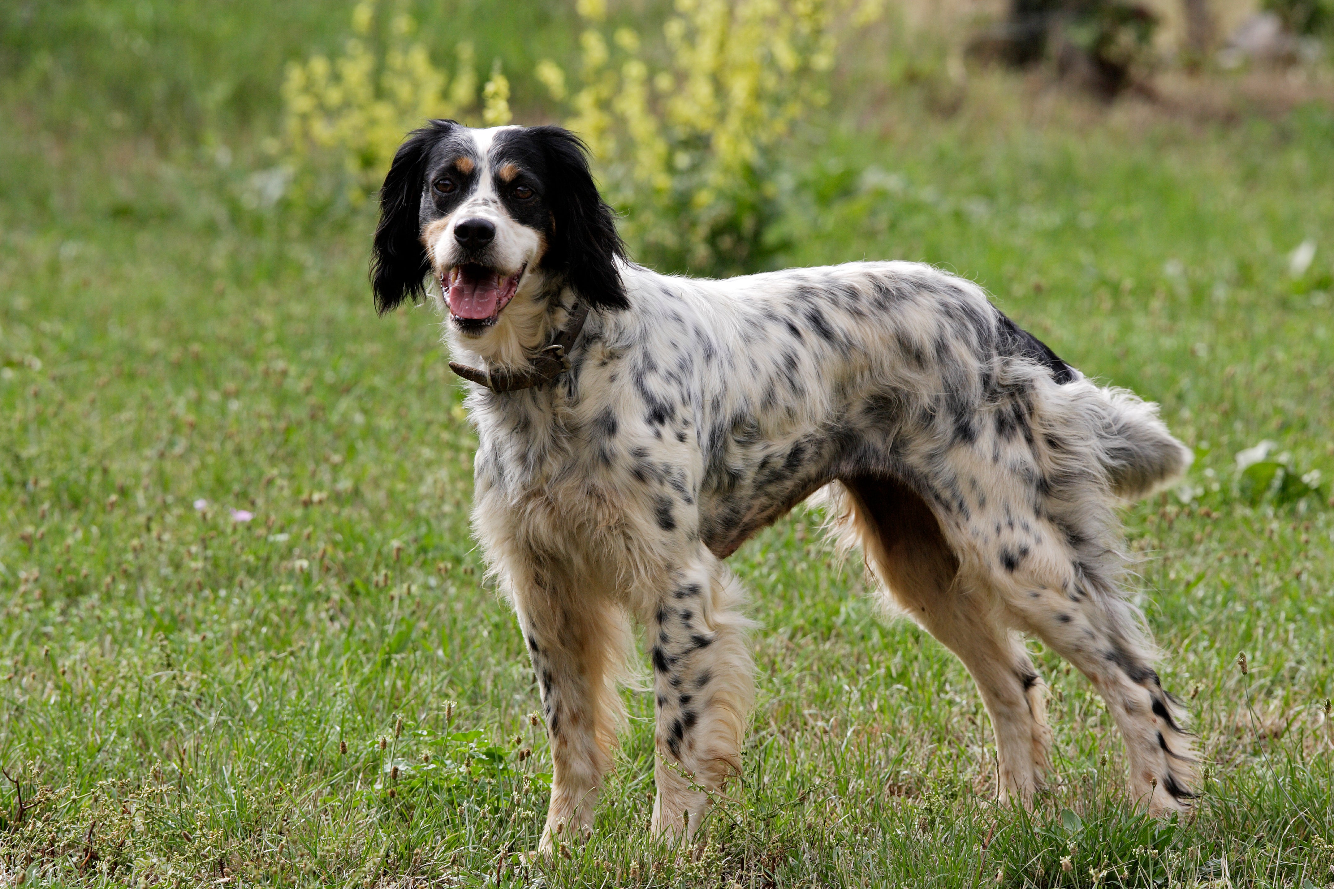 side view of black and white english setter dog breed standing in the grass