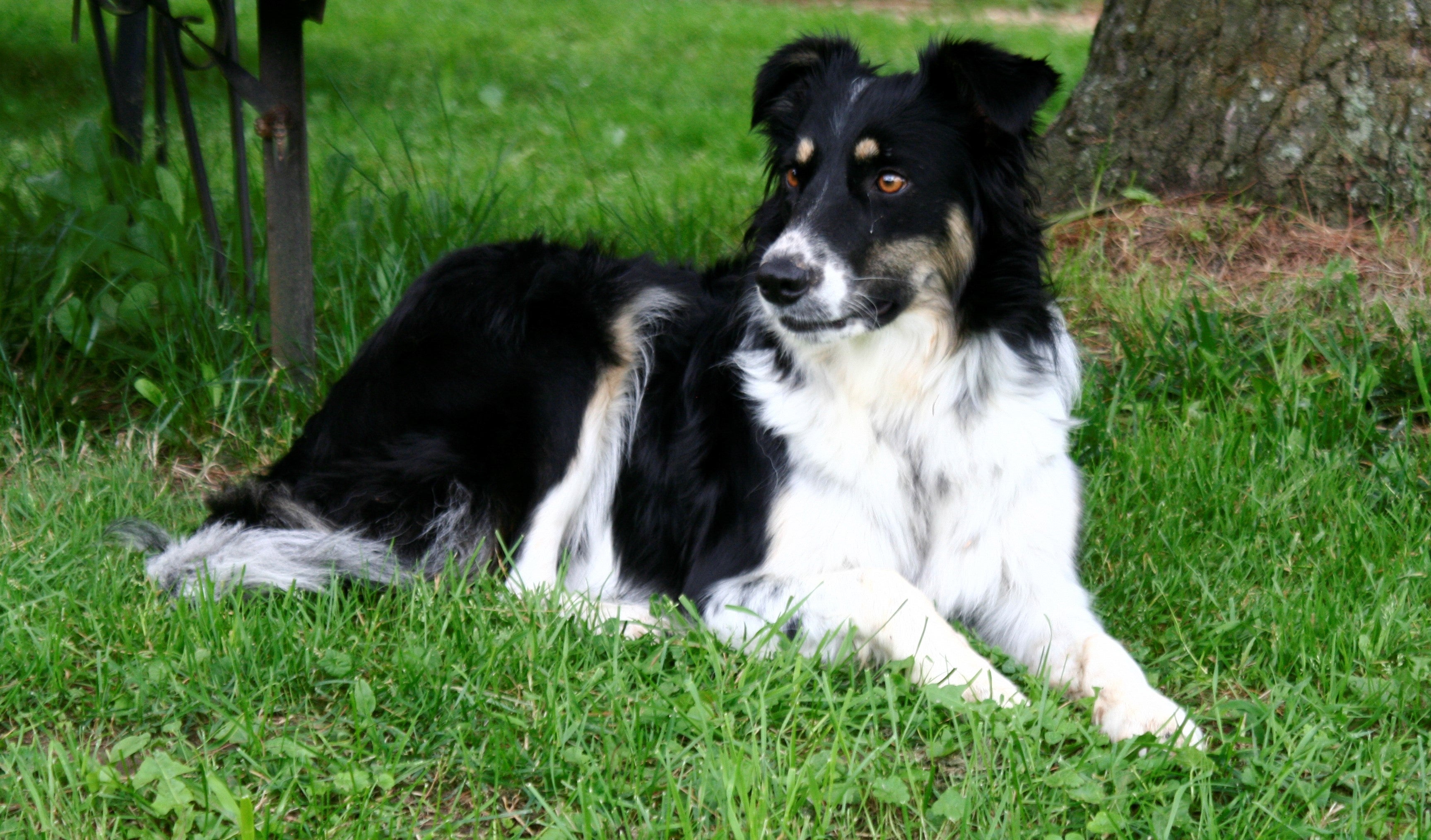 English Shephard dog breed laying down in the grass