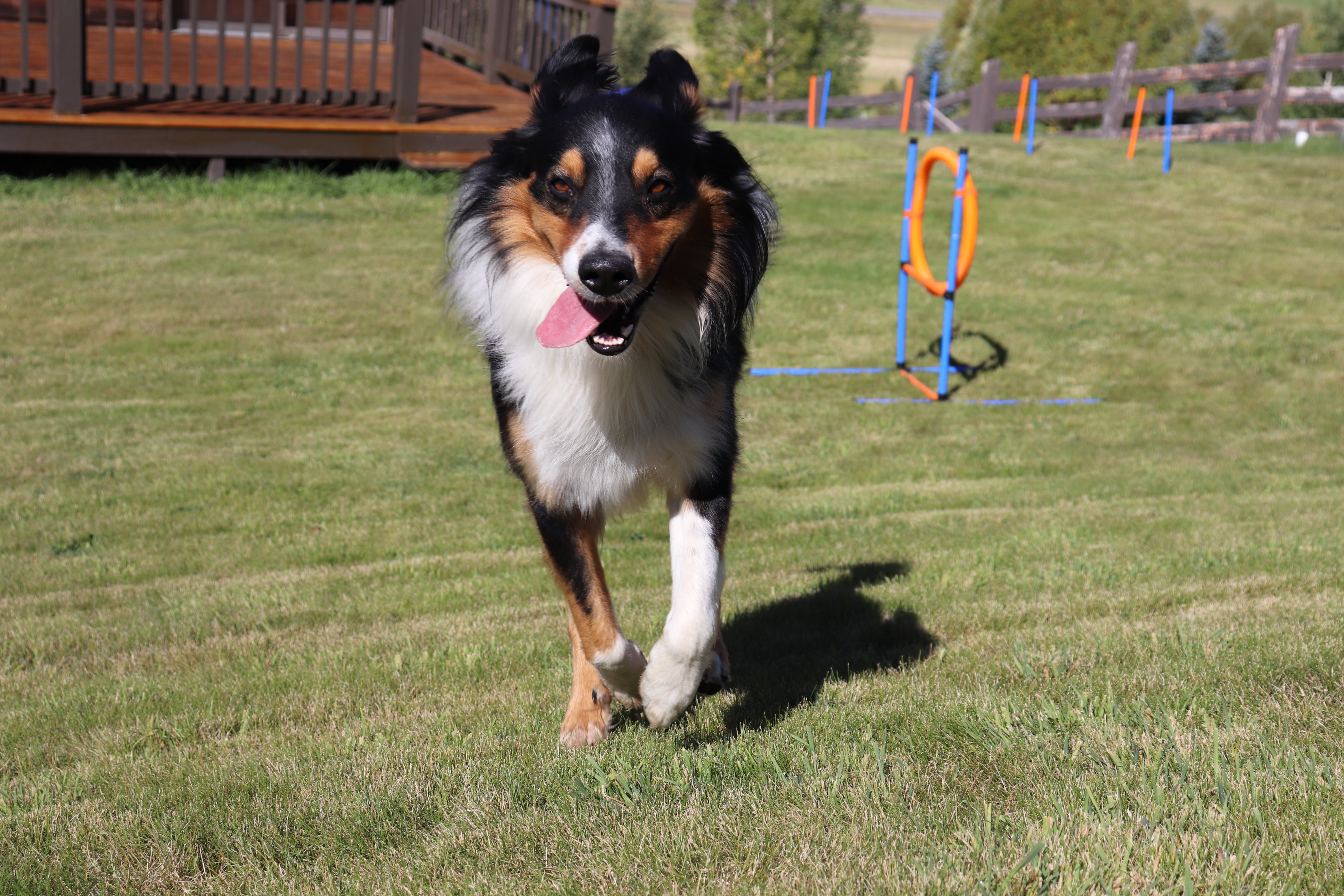 English Shephard dog breed running on the grass toward the camera with tongue out