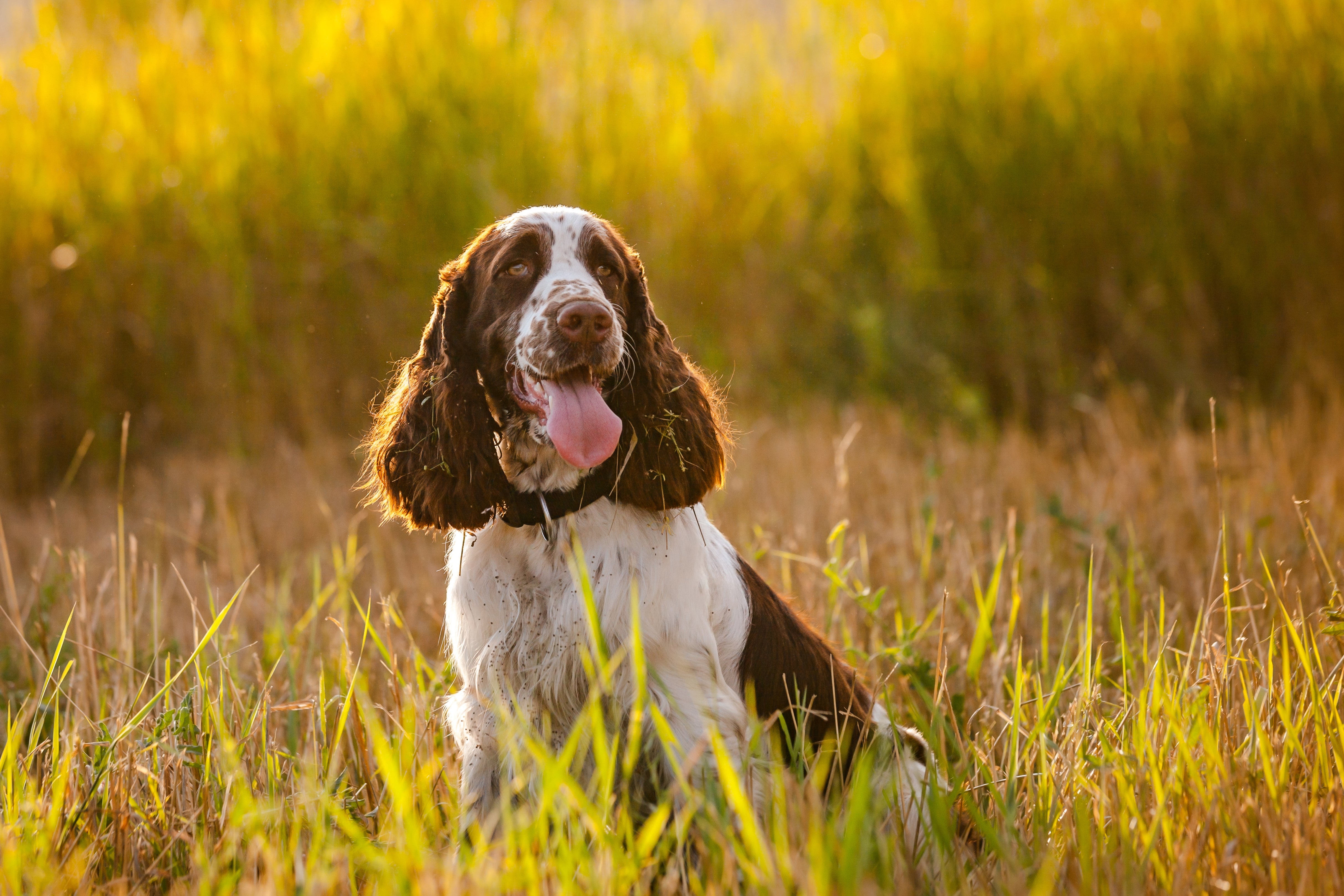 adult english springer spaniel dog breed sitting in a field of tall grass with tongue hanging out