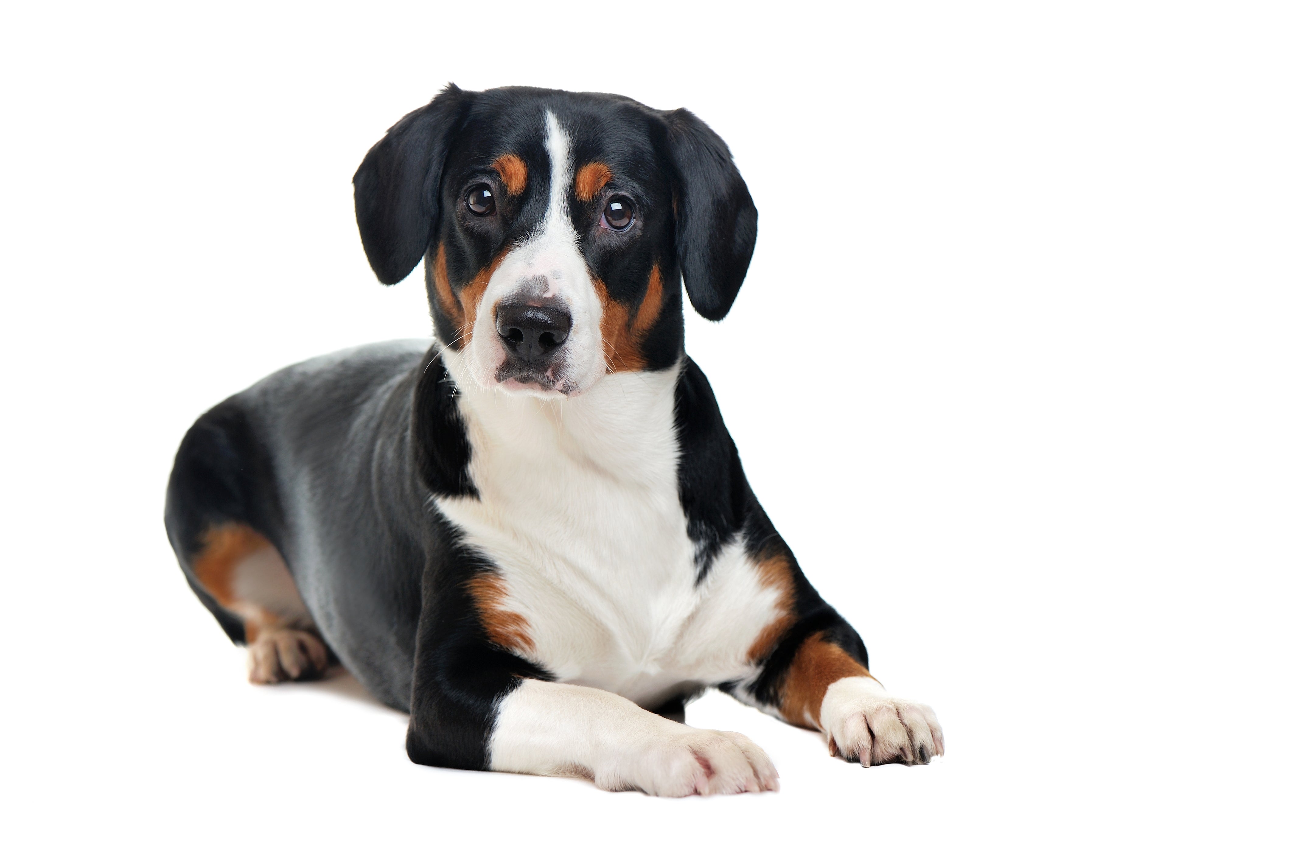 Entlebucher Mountain dog breed laying down with head up against a white background