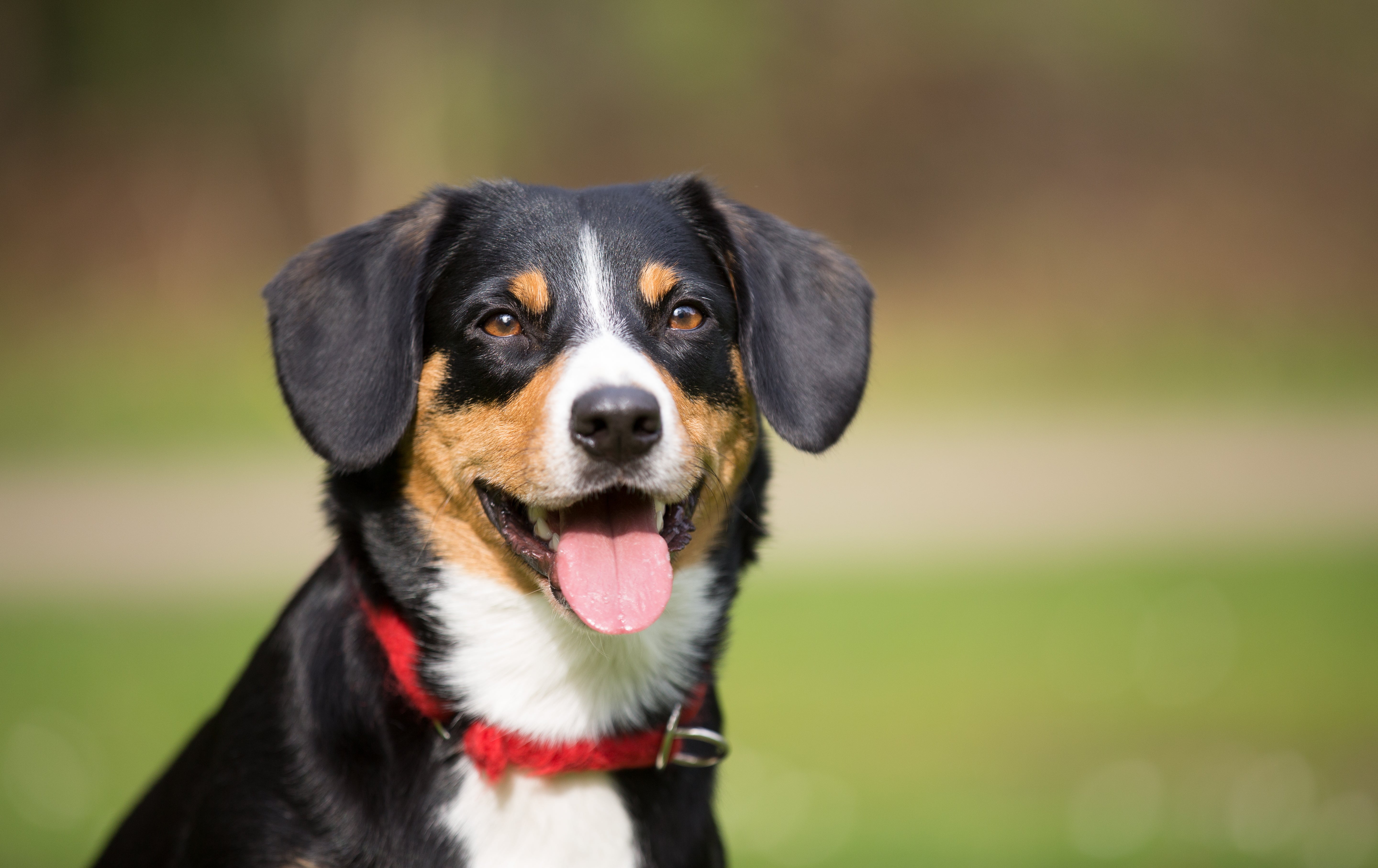 Headshot of a panting Entlebucher Mountain dog breed outside