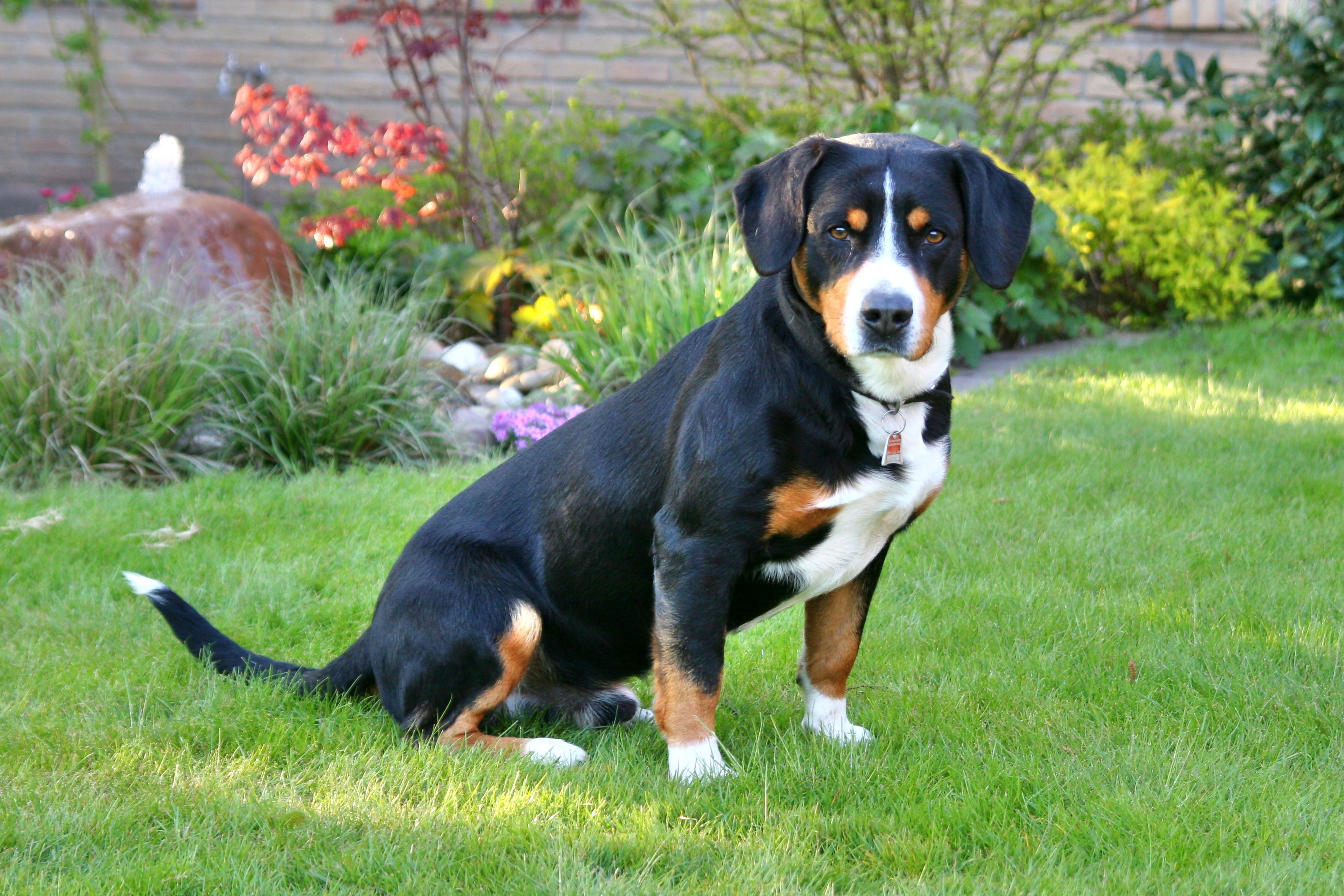 Side view of a Entlebucher Mountain dog breed in a yard looking at the camera