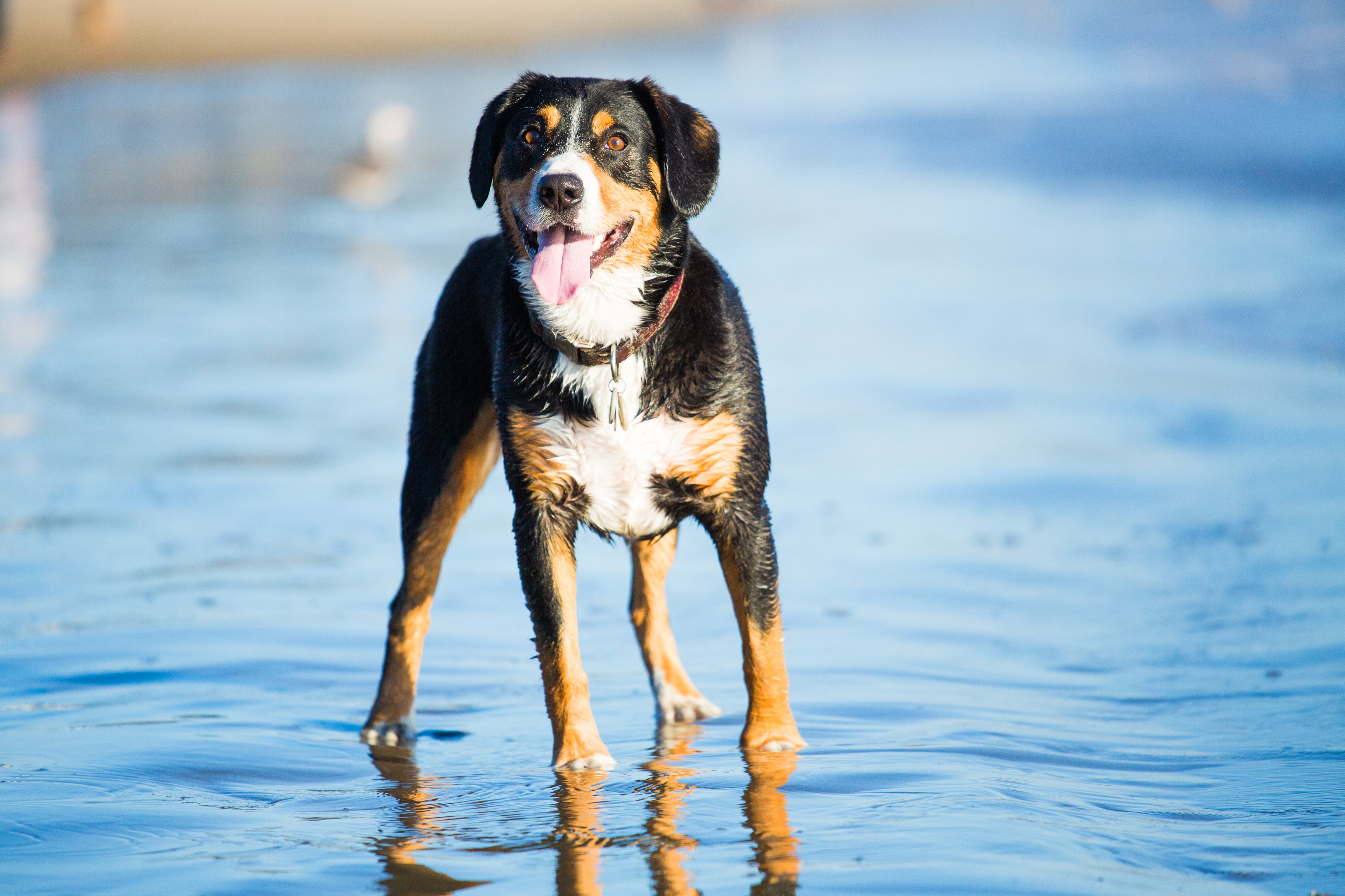 Standing Entlebucher Mountain dog breed panting in the ocean