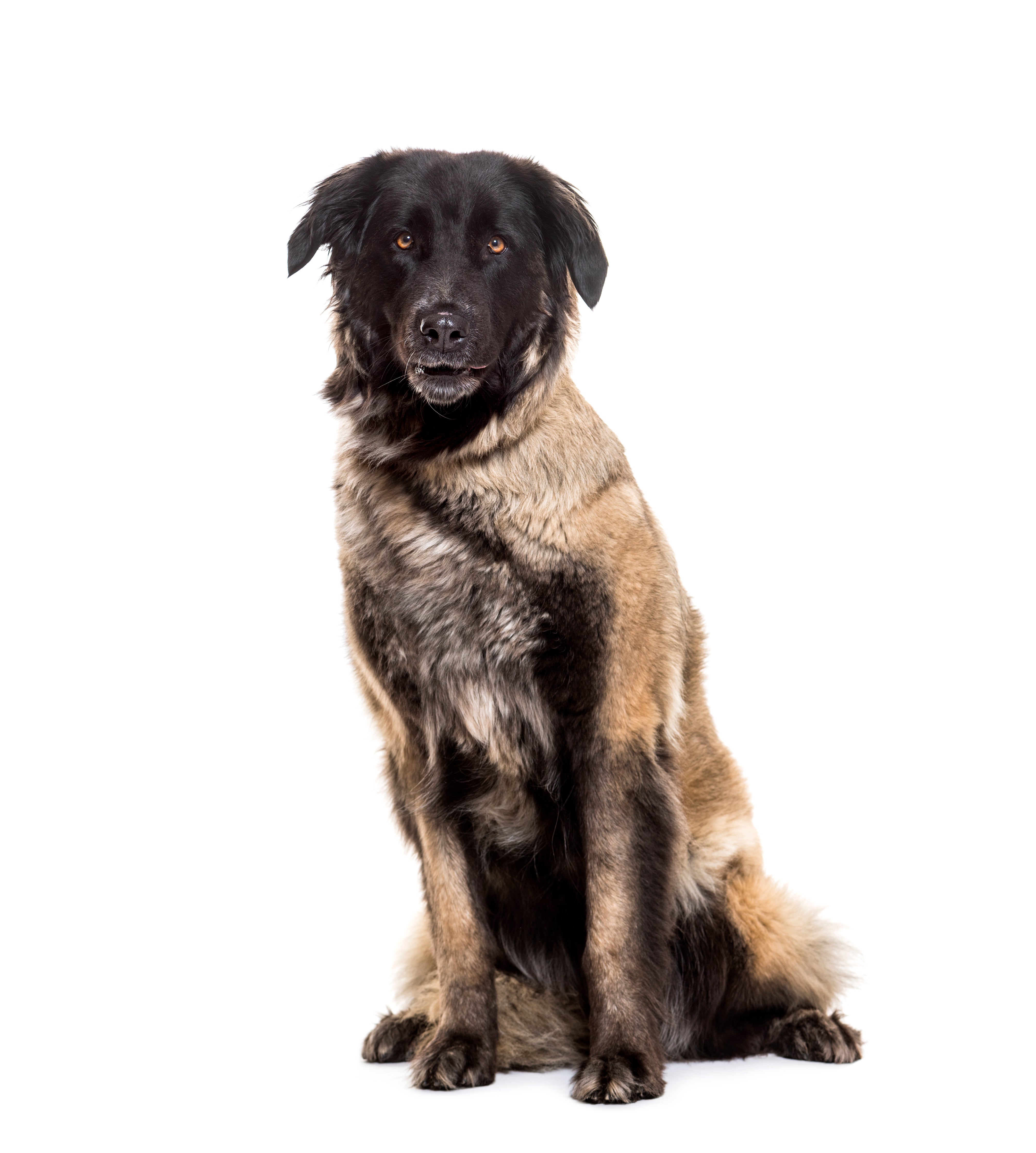 Estrela Mountain Dog breed sitting tall against a white background