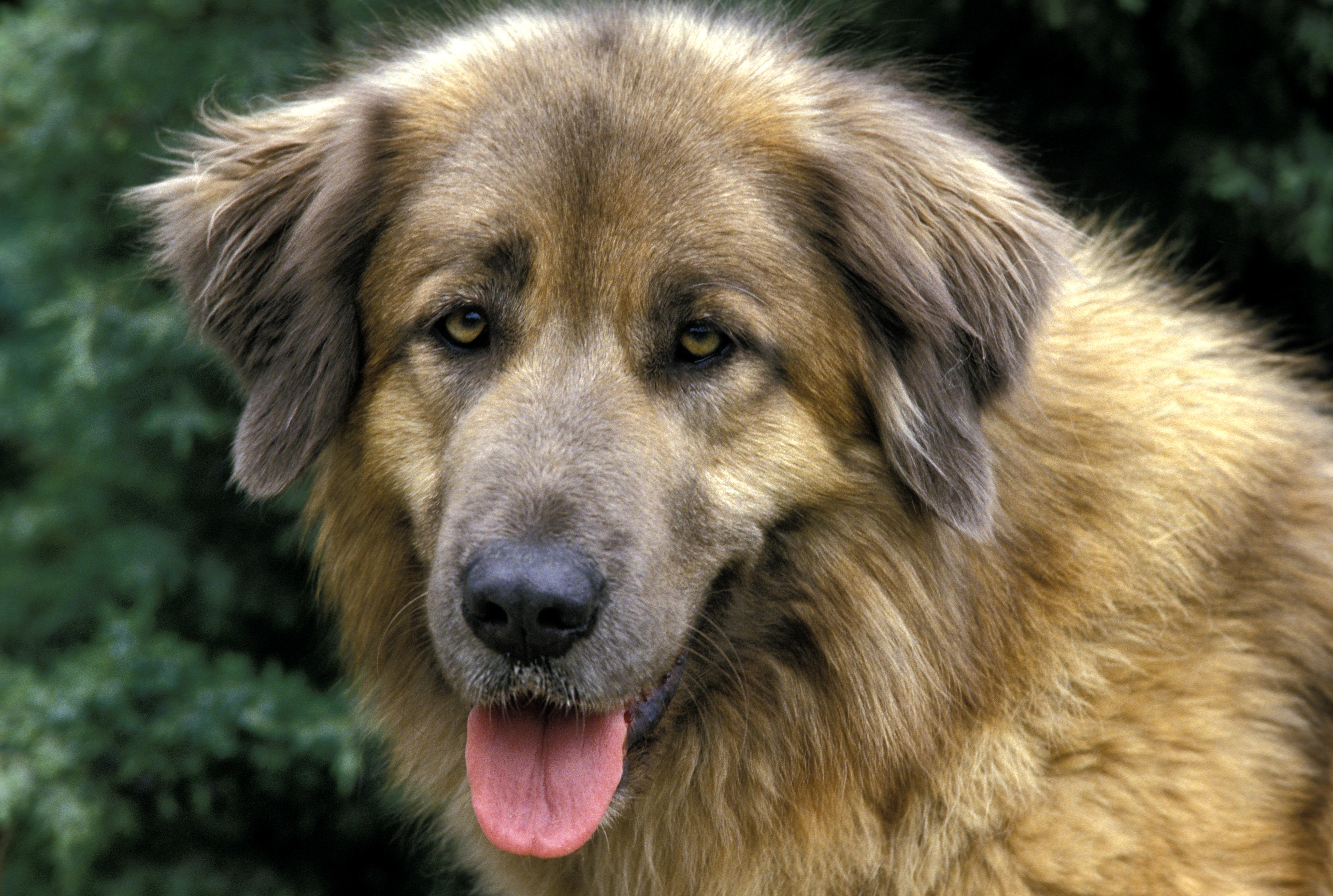 Estrela Mountain Dog breed headshot with tongue out and greenery in background