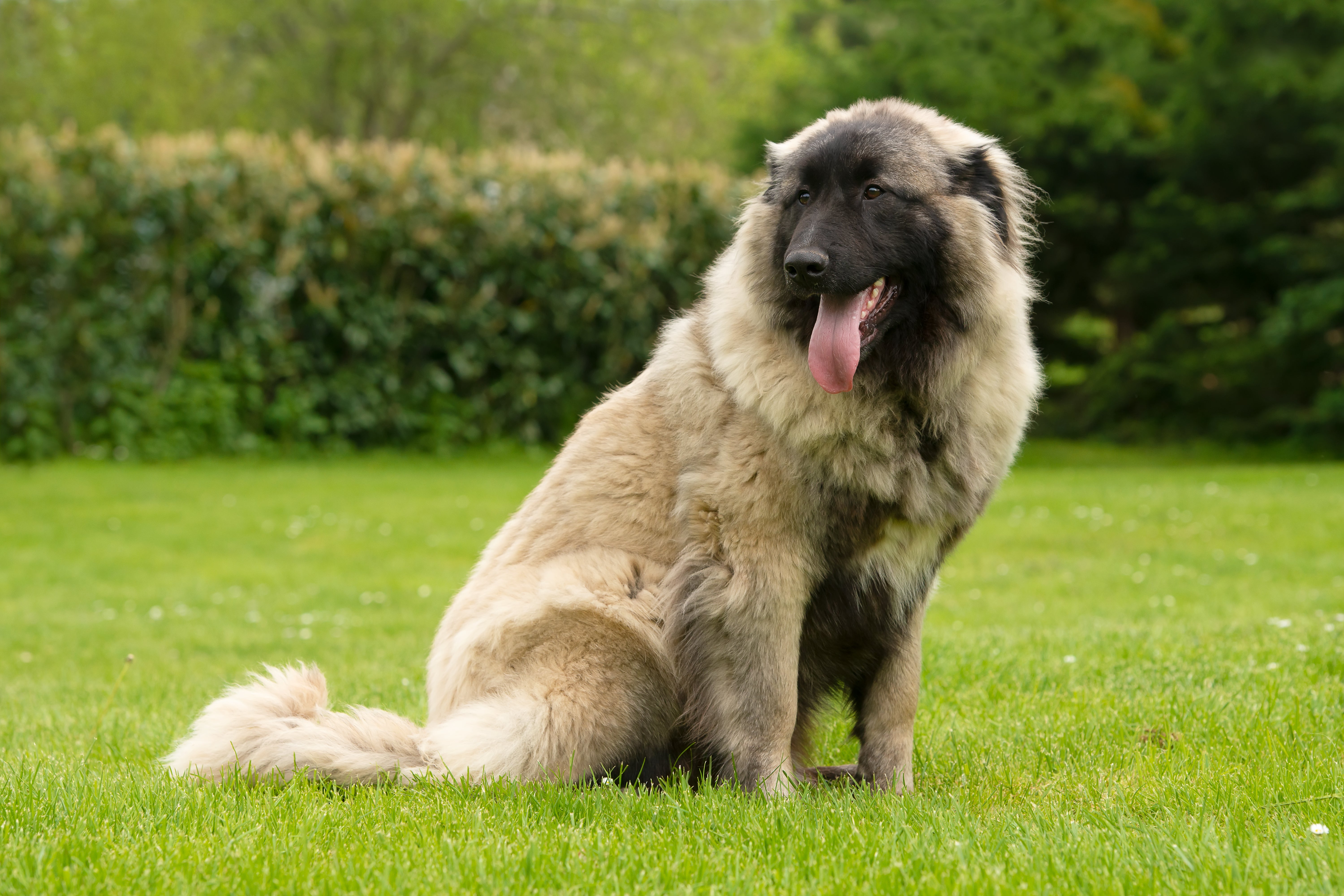 Estrela Mountain Dog breed sitting on grass  in a yard panting