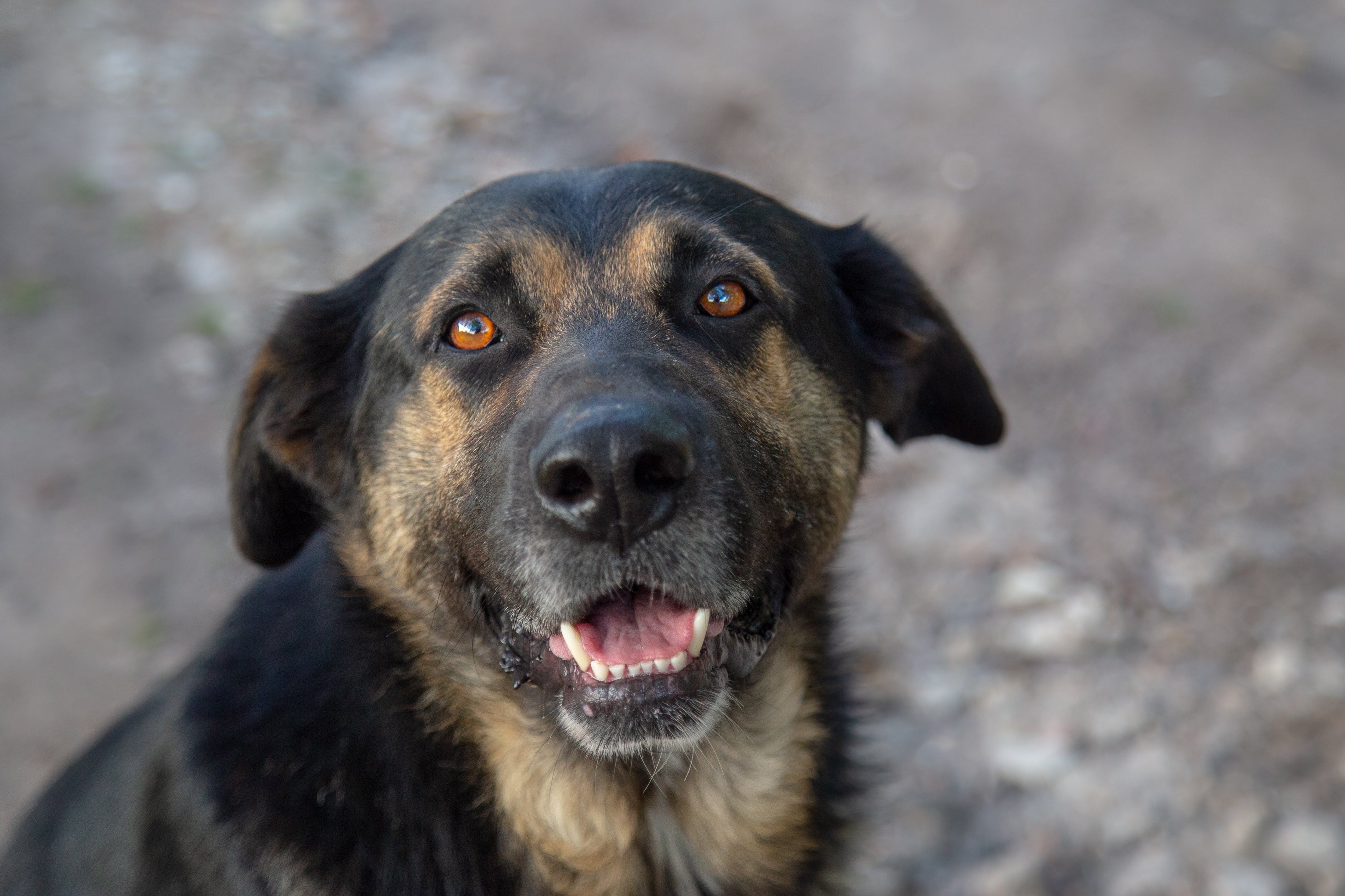 Estrela Mountain Dog breed in close range looking up at the camera with mouth open