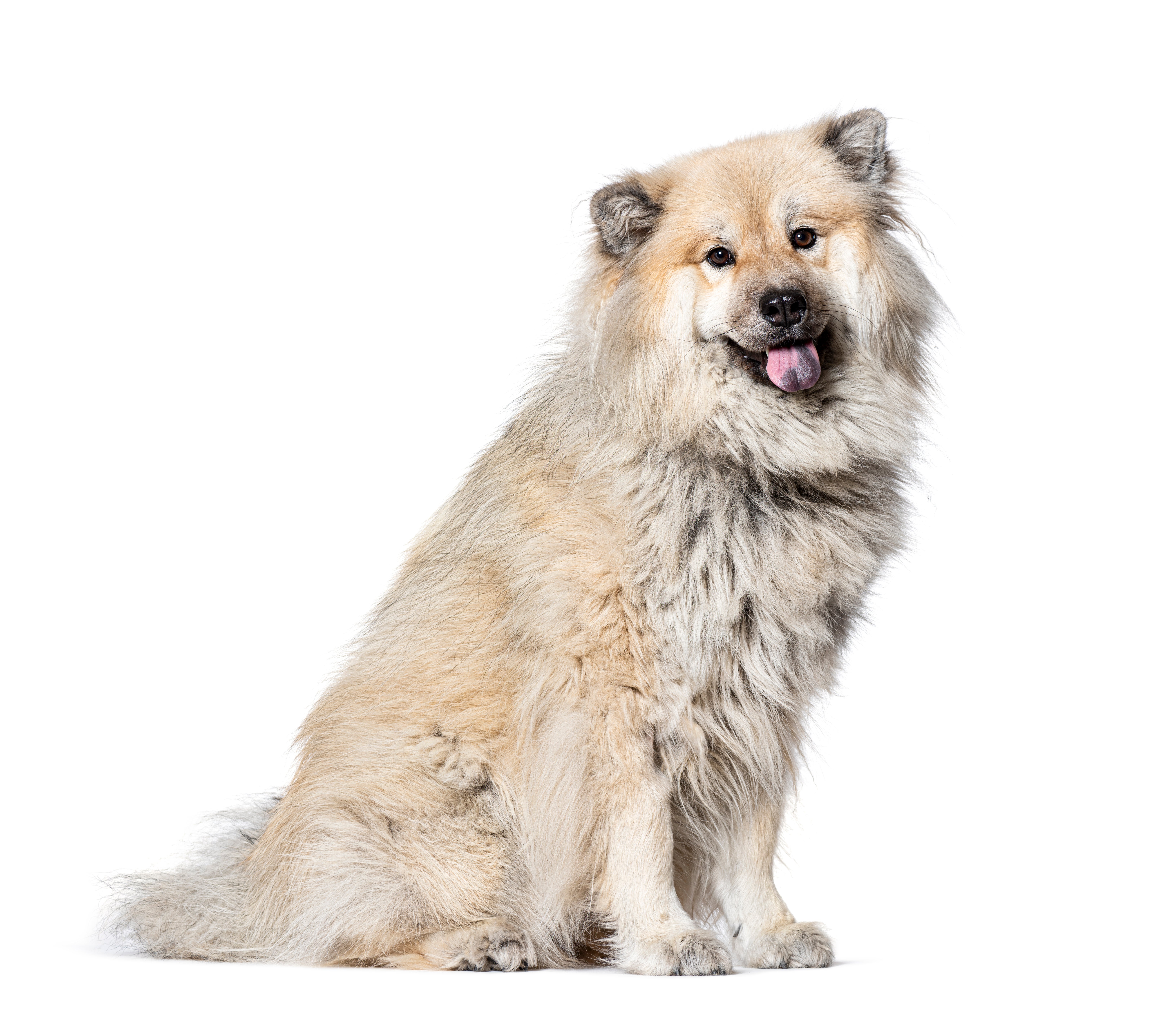 Eurasier dog breed sitting tall with mouth open looking at the camera against white background