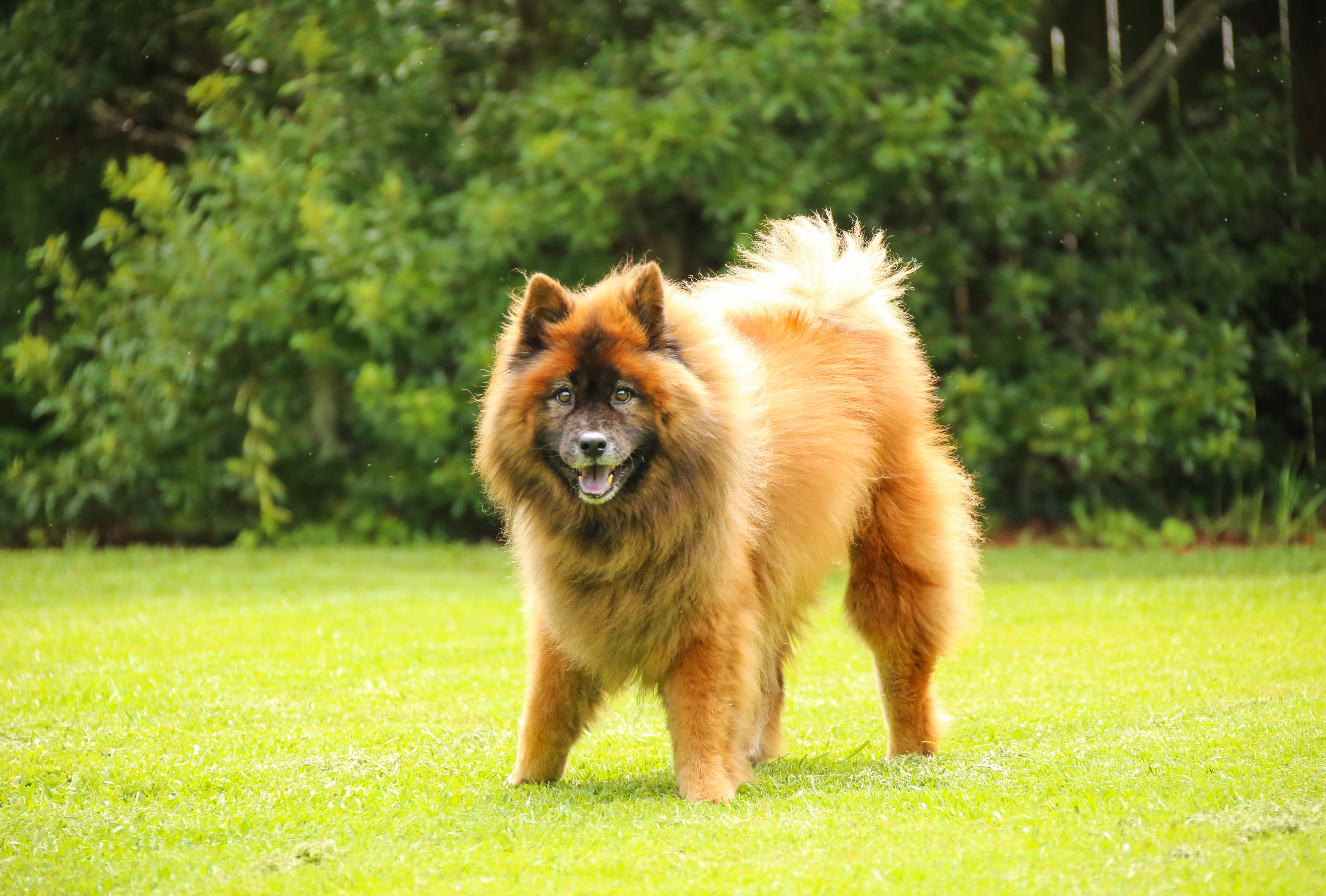 Eurasier dog breed standing outside on grass with mouth open and bushy tail