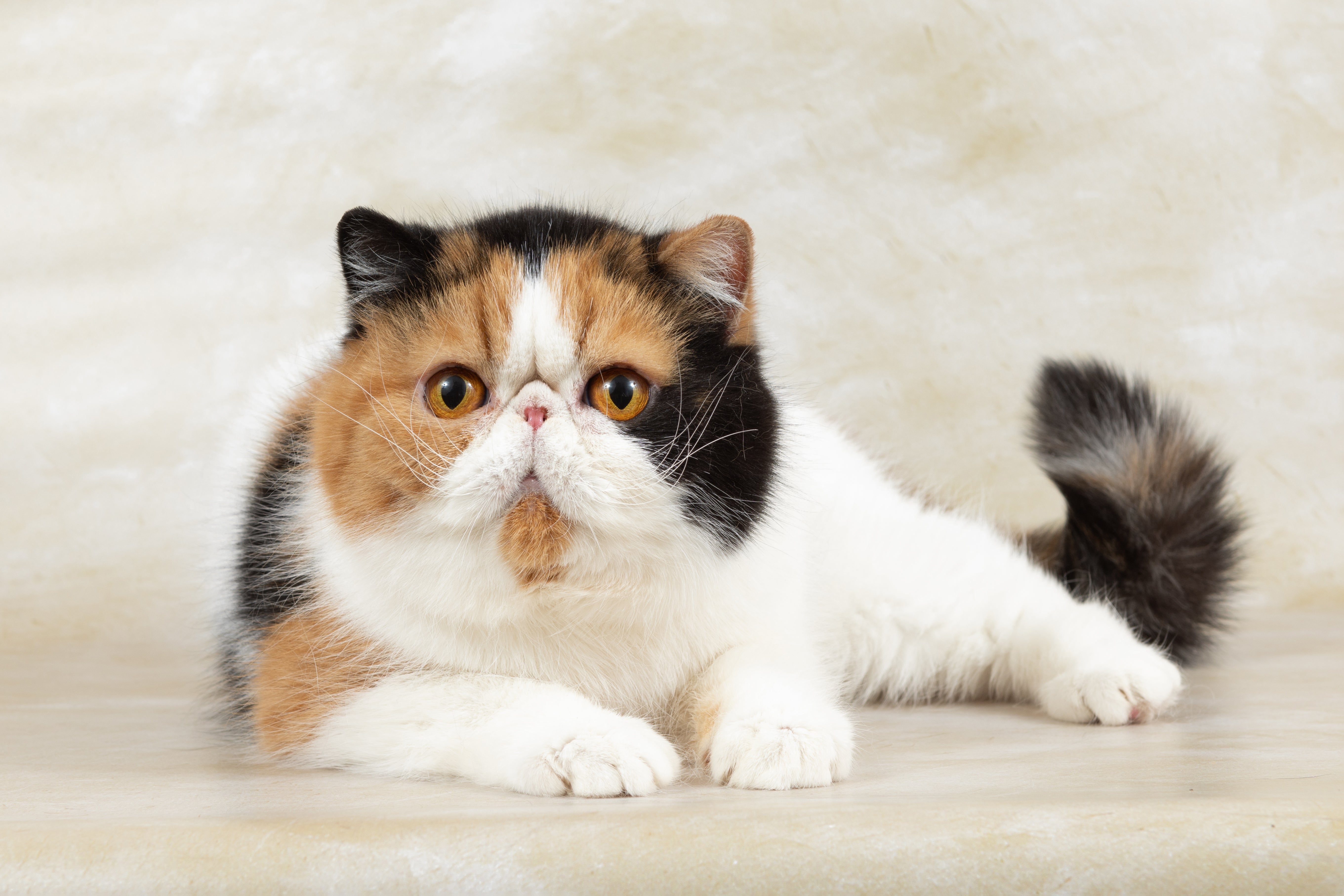 side view of exotic shorthair cat laying with tail curled up in front of a light background