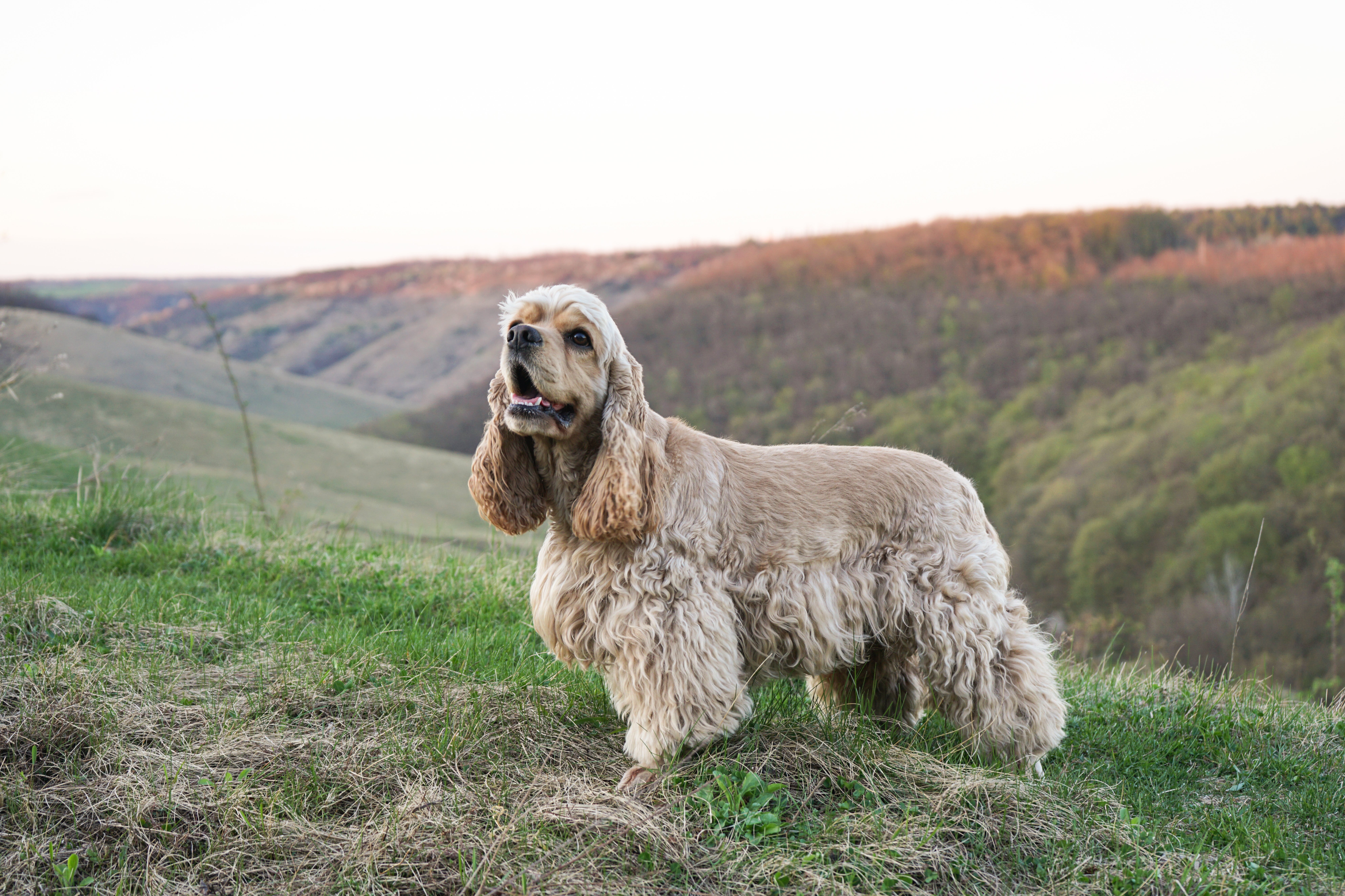 The landscape behind the dog is vibrant, with a blend of green and brown shades, suggesting a natural and peaceful environment.