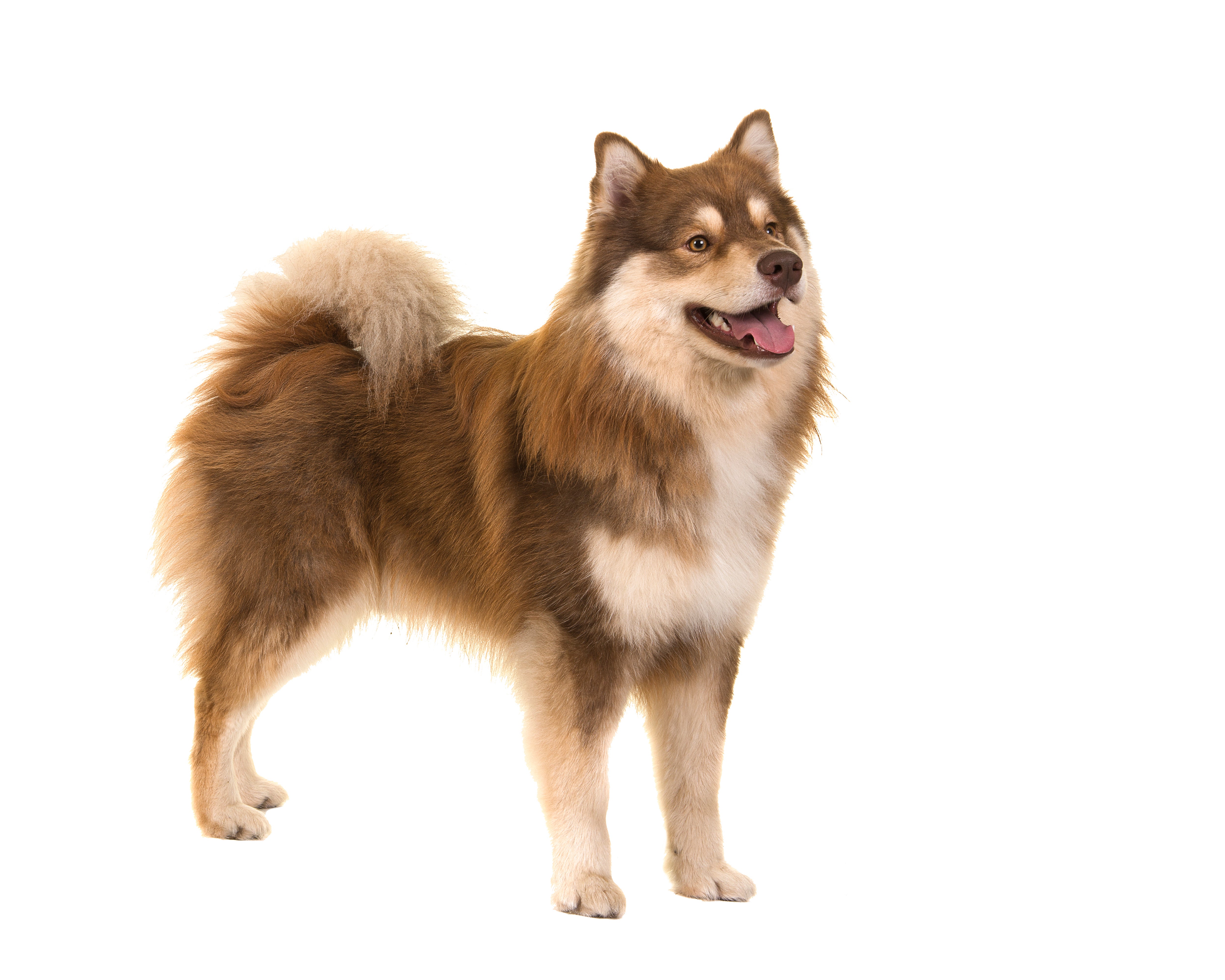 Standing Finnish Lapphund dog breed angled to the right against a white background