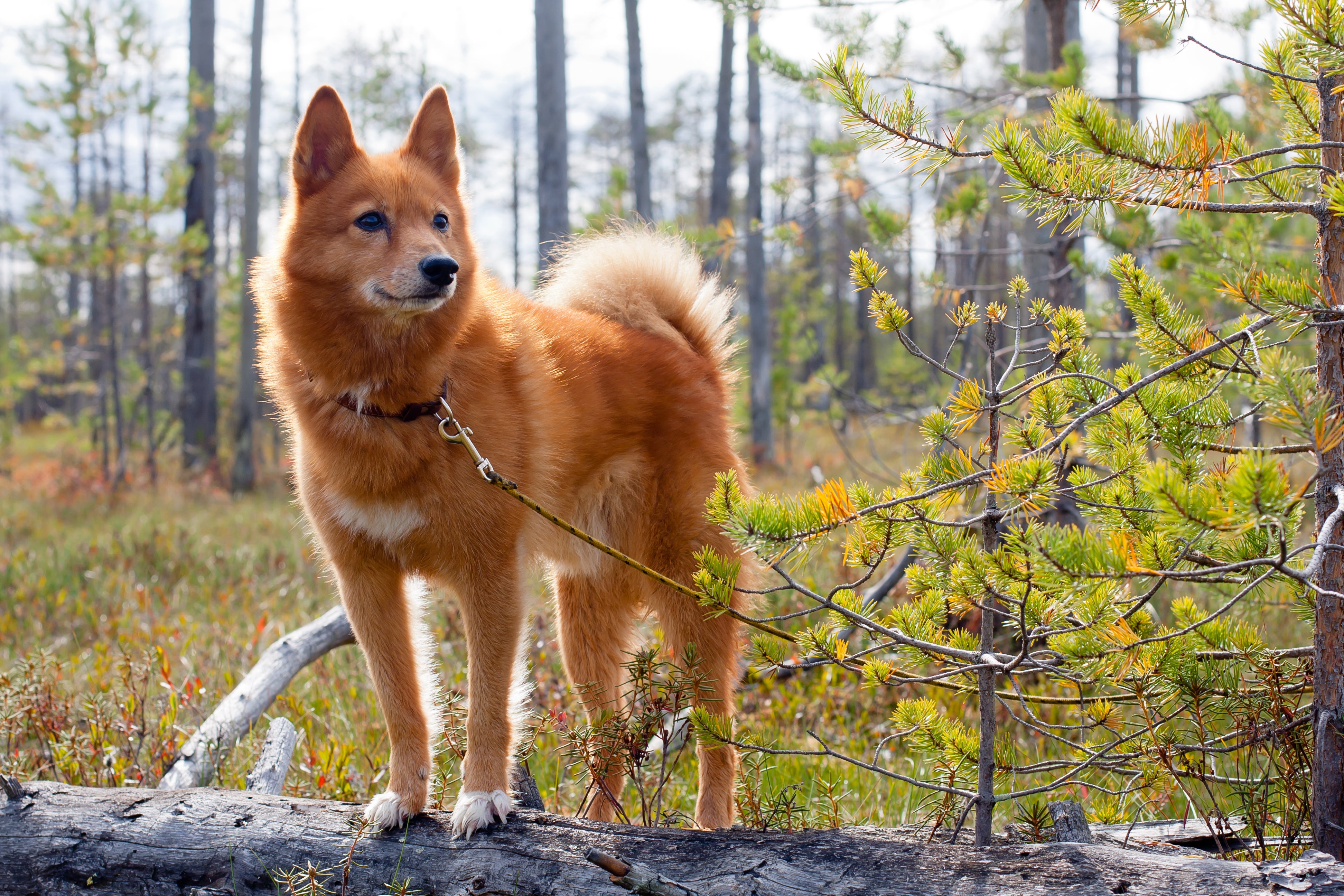 Finnish Spitz dog breed standing on a log in the forest