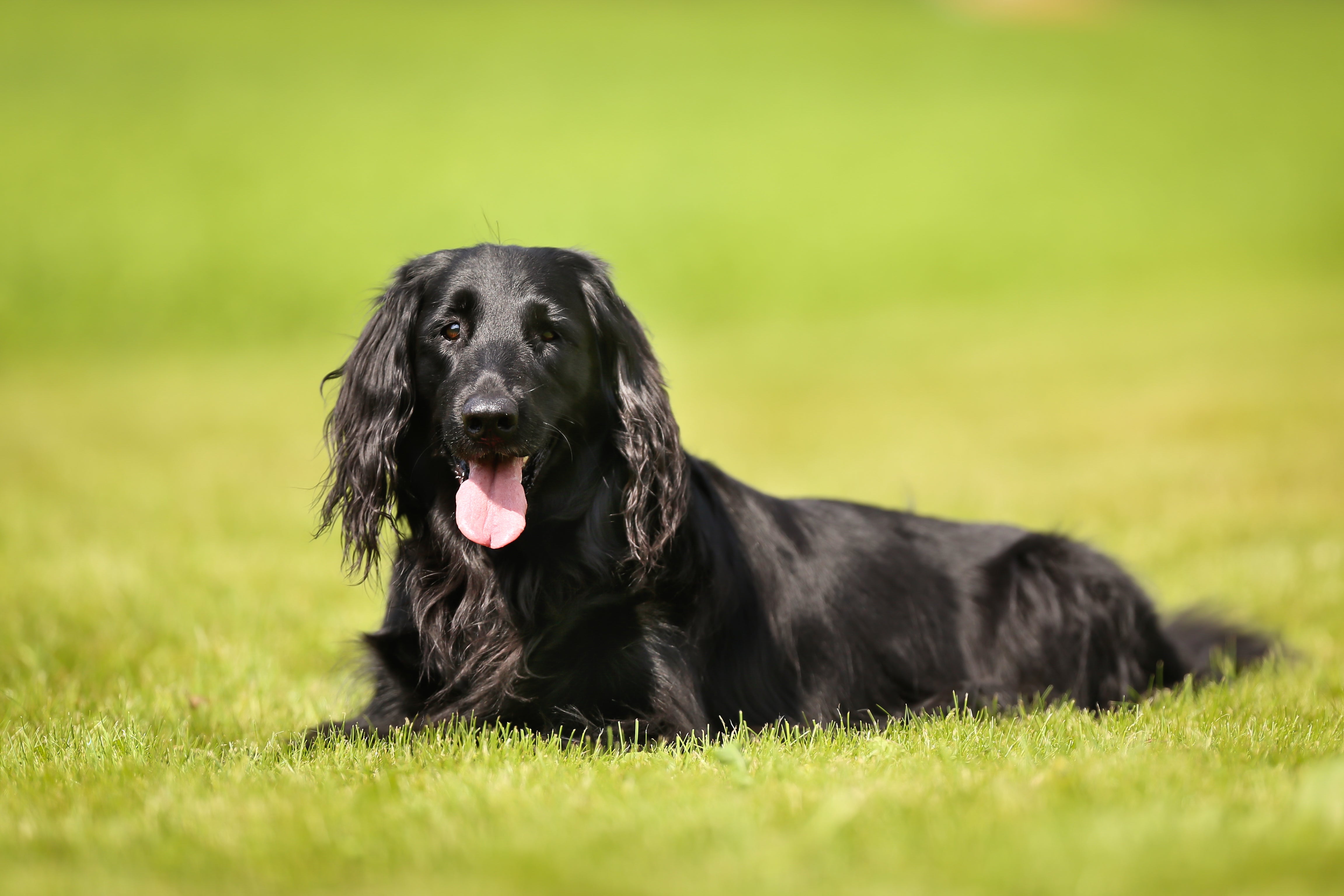 Flat Coated Retriever dog breed laying in the grass panting