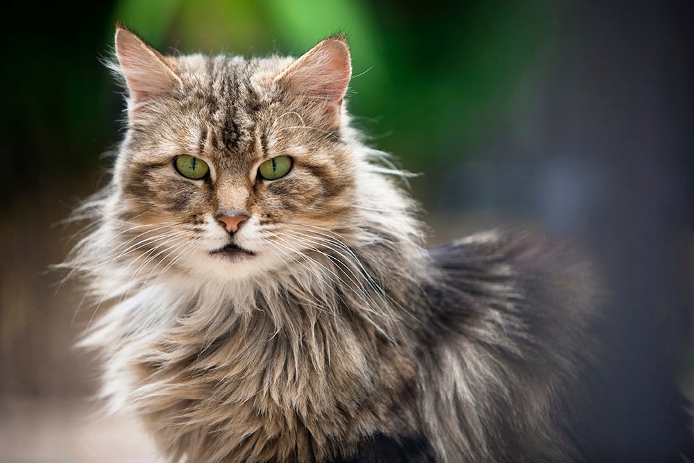 Long-haired tabby cat with green eyes and a fluffy coat standing outdoors against a blurred background.