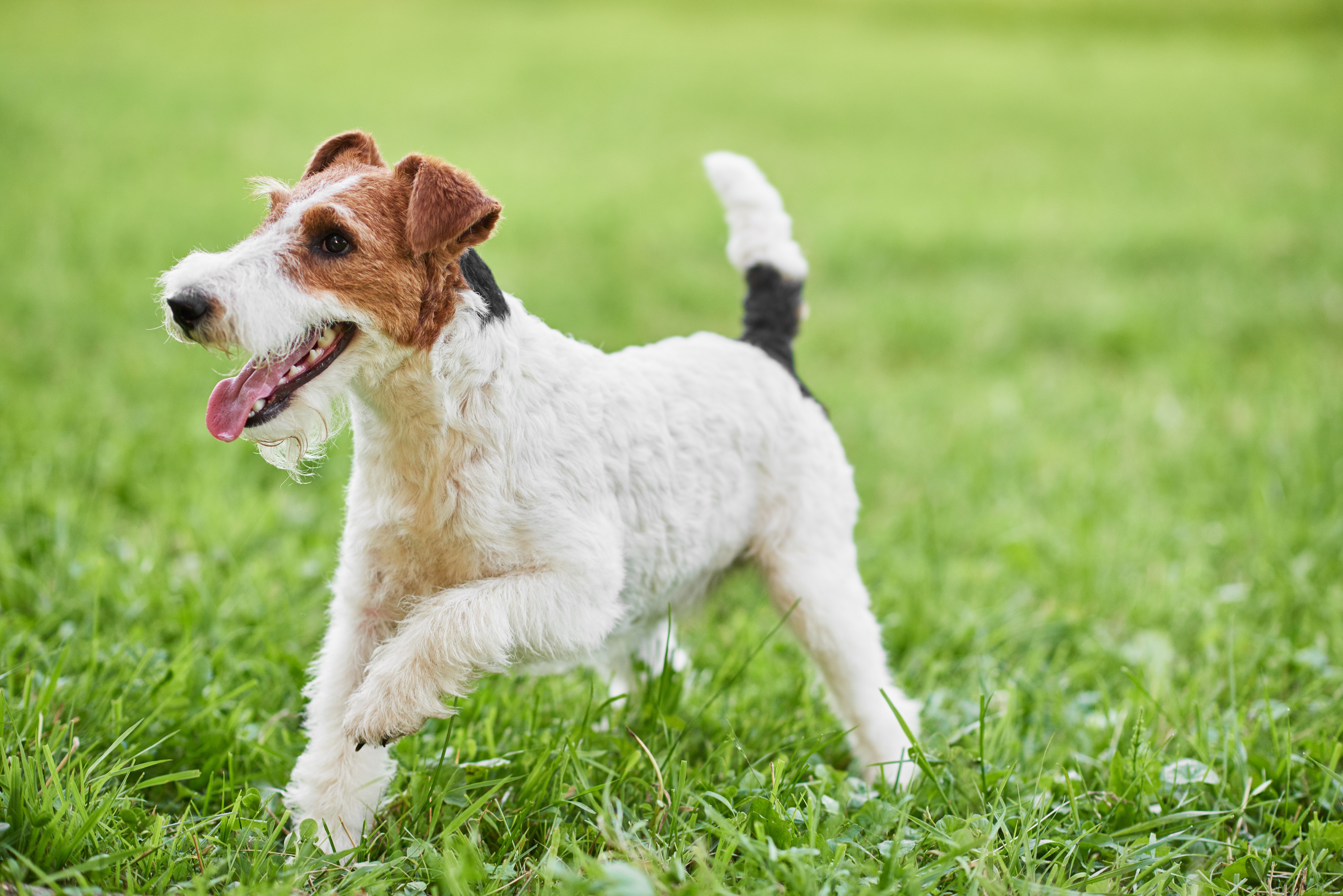 Fox Terrier Wire Coat dog breed running to the left in grass with tongue out and tail up