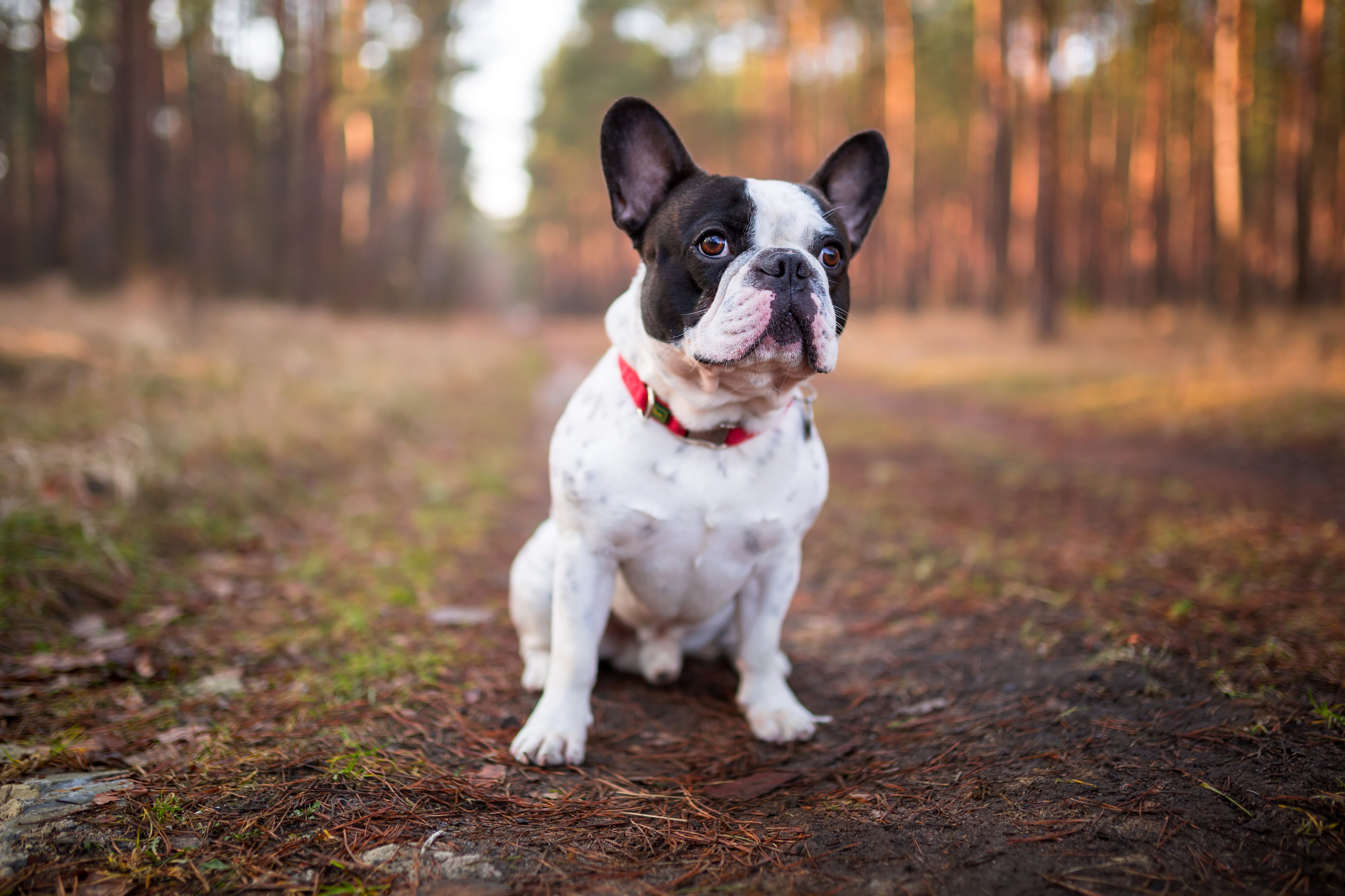 French Bulldog breed puppy sitting on a dirt path in the forest