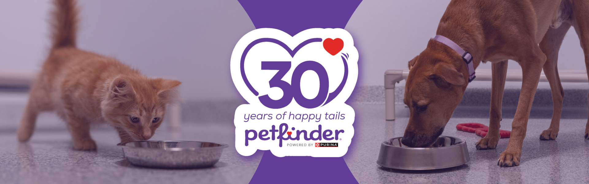kitten and dog eating from their bowls. 30 years of happy tails with petfinder.