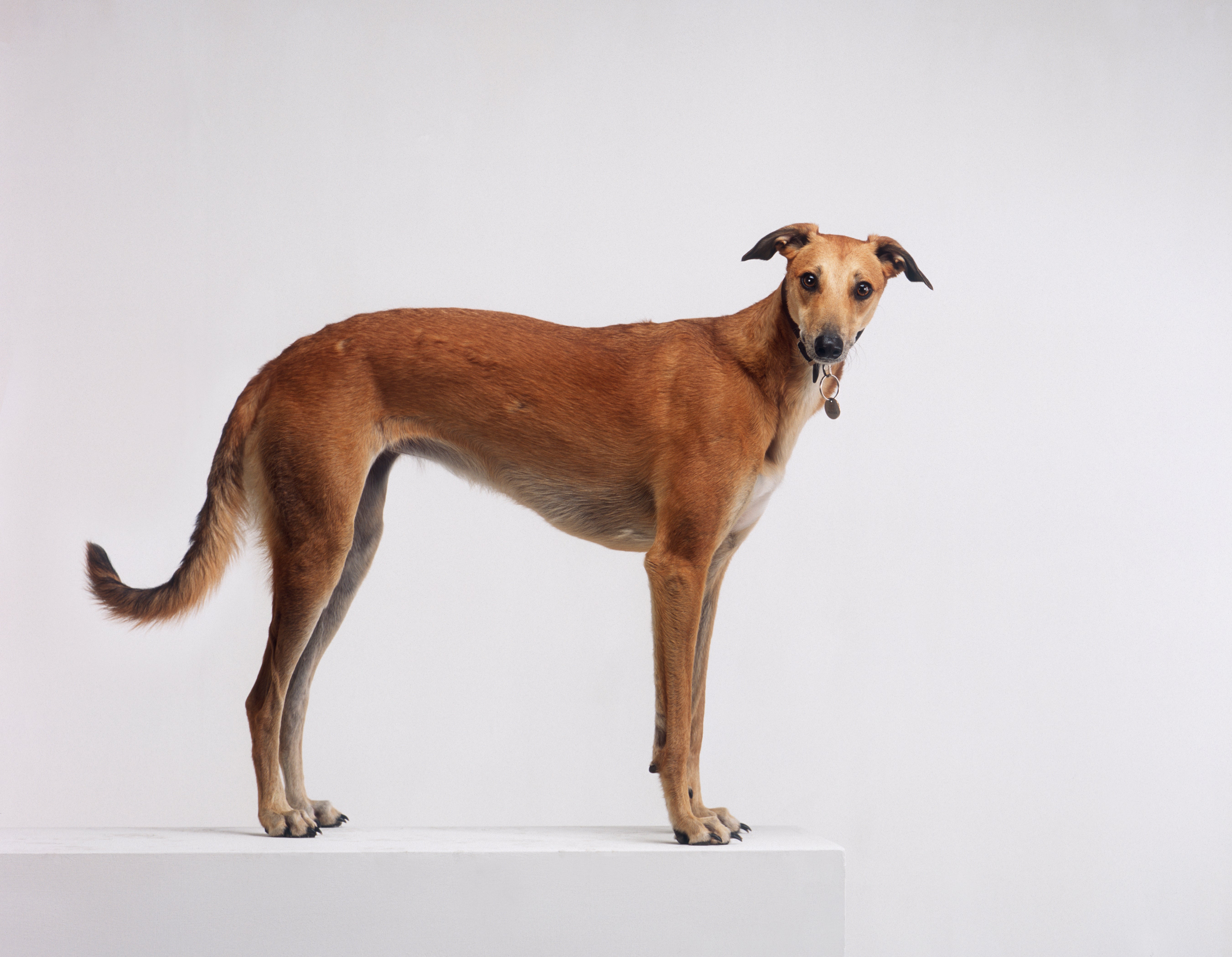 Greyhound dog breed standing tall against a white background