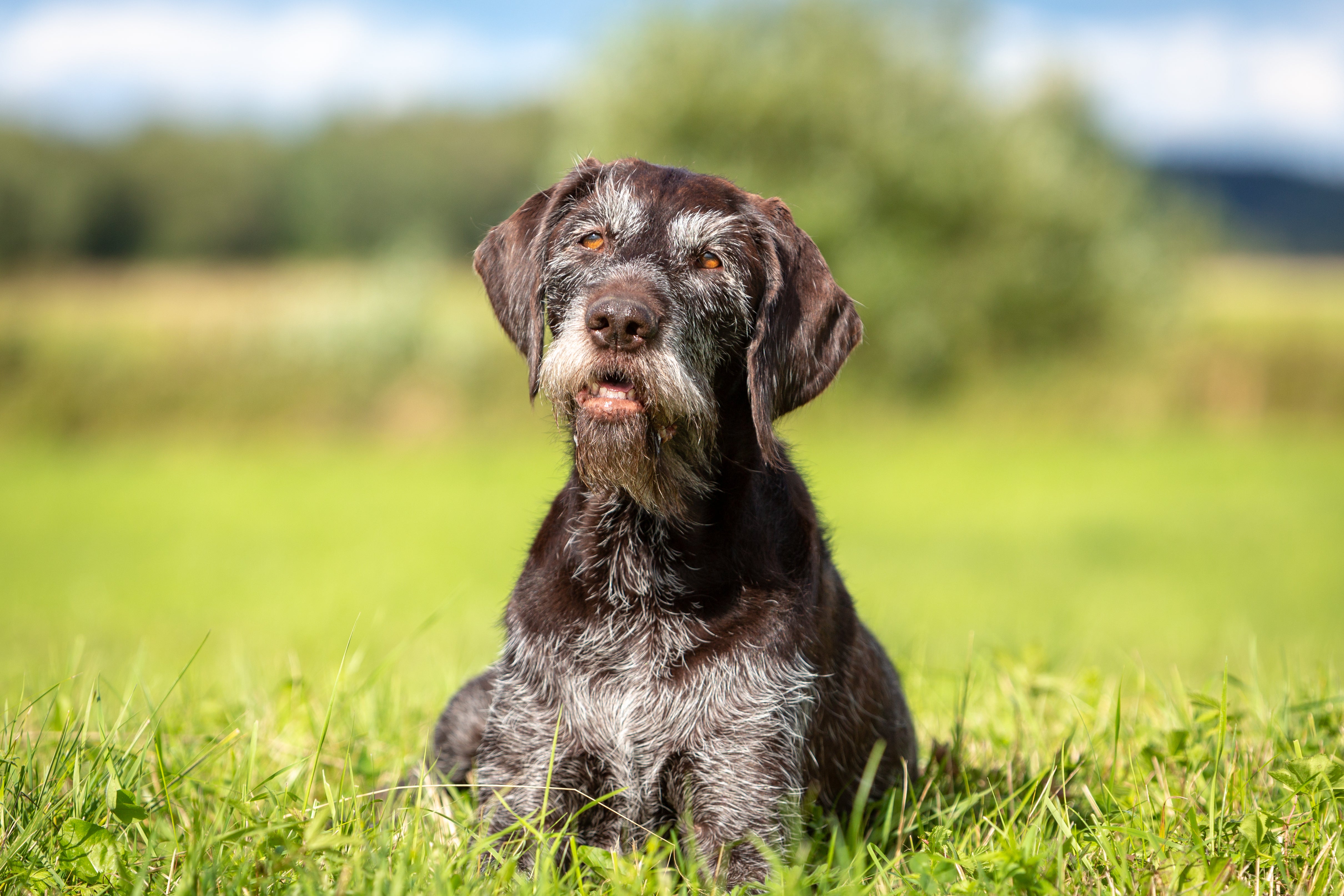 German Longhaired Wirehaired Pointer dog breed laying in the grass looking up 