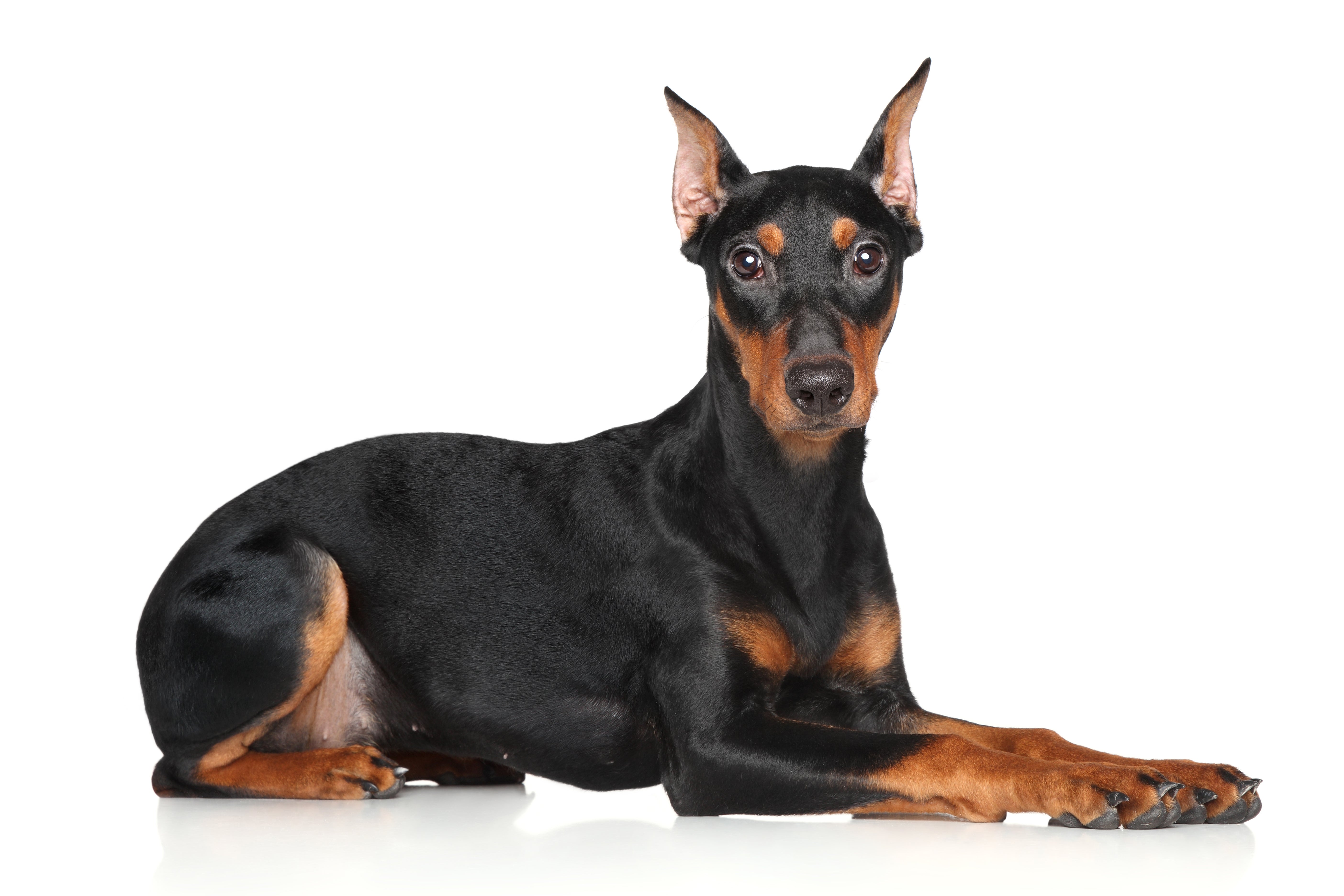 For Adoption Puppies Miniature Pinscher Origin German Pinscher Dog