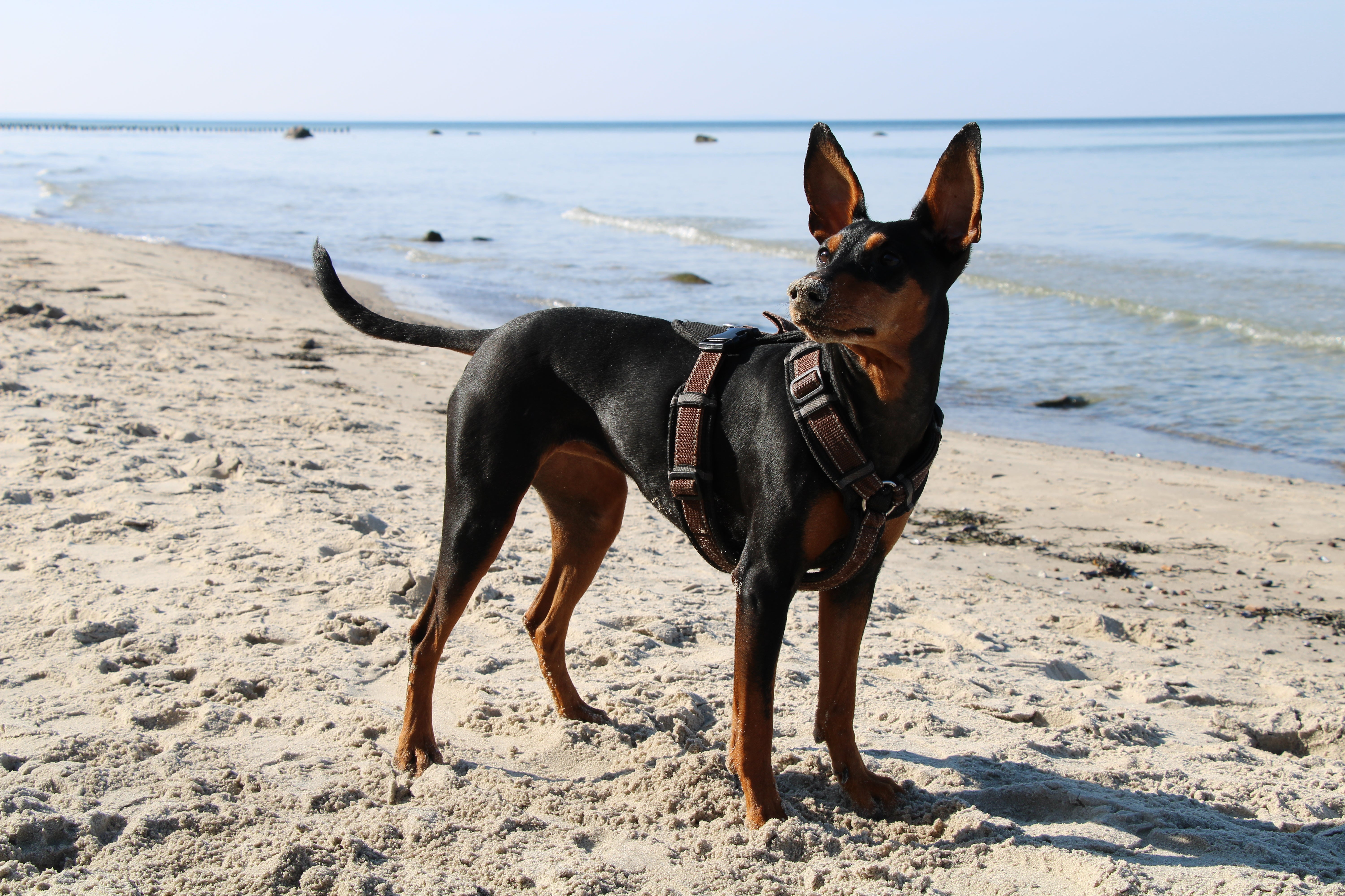 German Pinscher dog breed standing on the sand near the ocean looking to the side