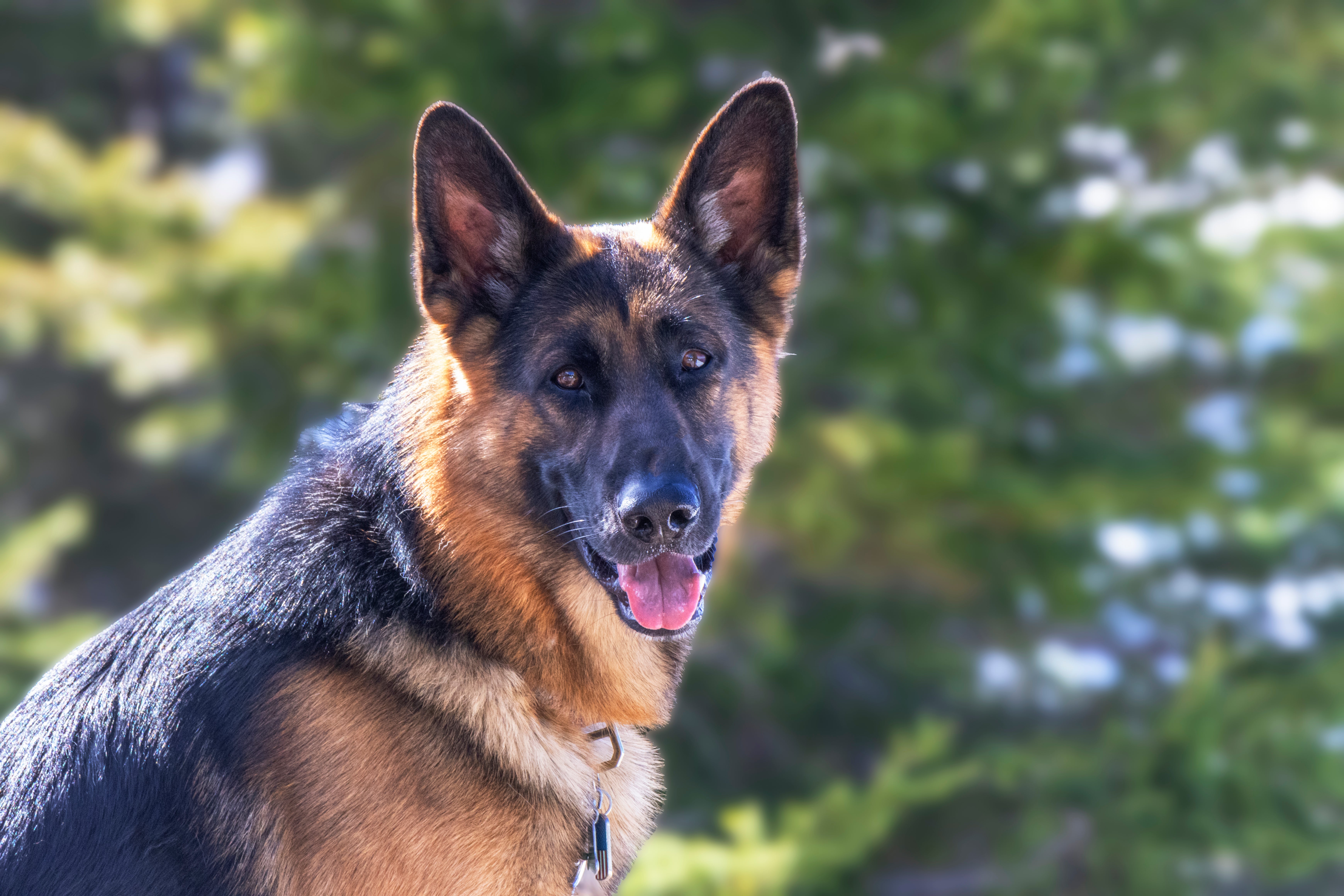 German Shepard dog close up with open mouth and trees in the background