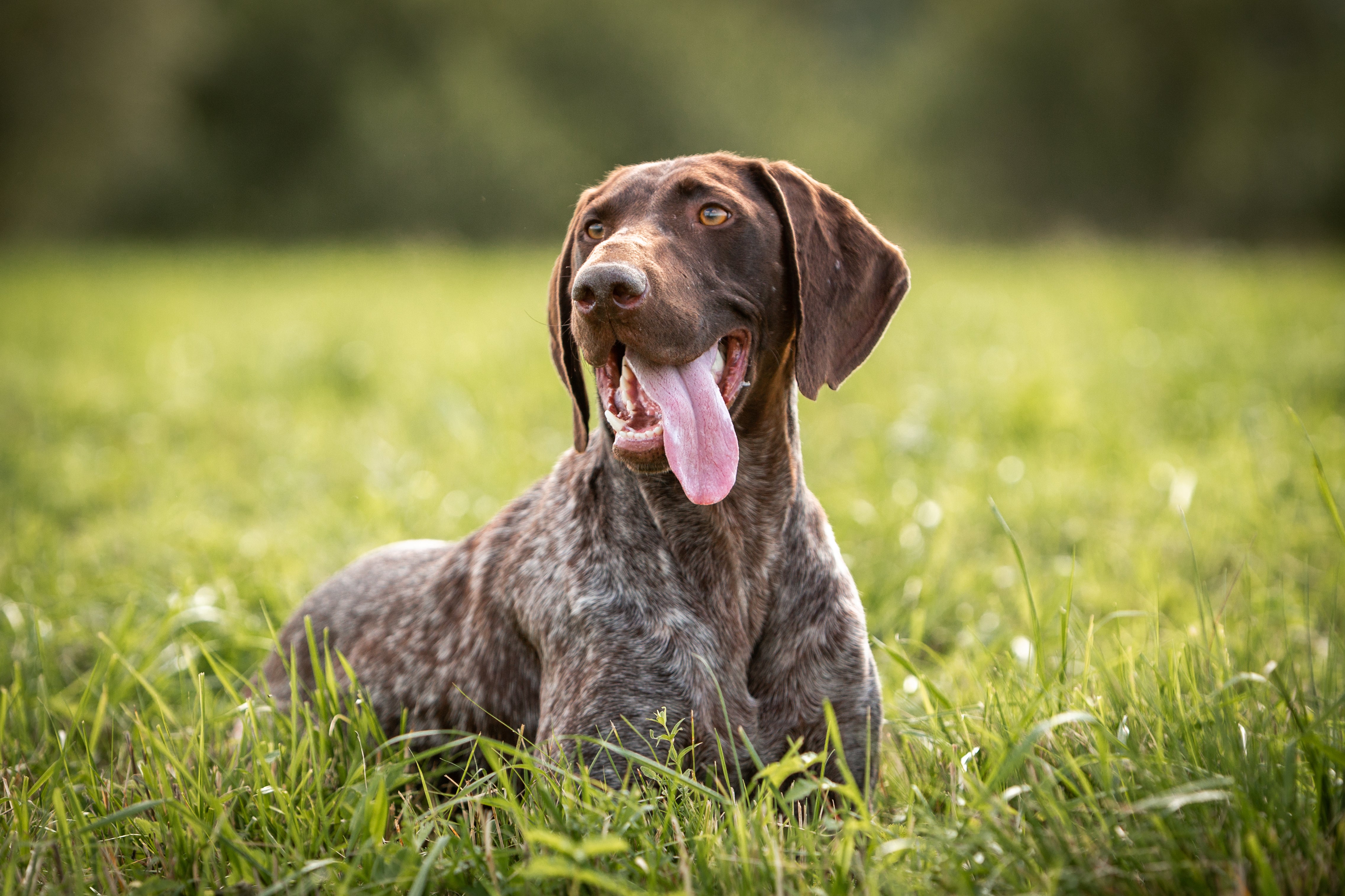 German Shorthaired Pointer dog breed laying in the grass with tongue hanging out to the side