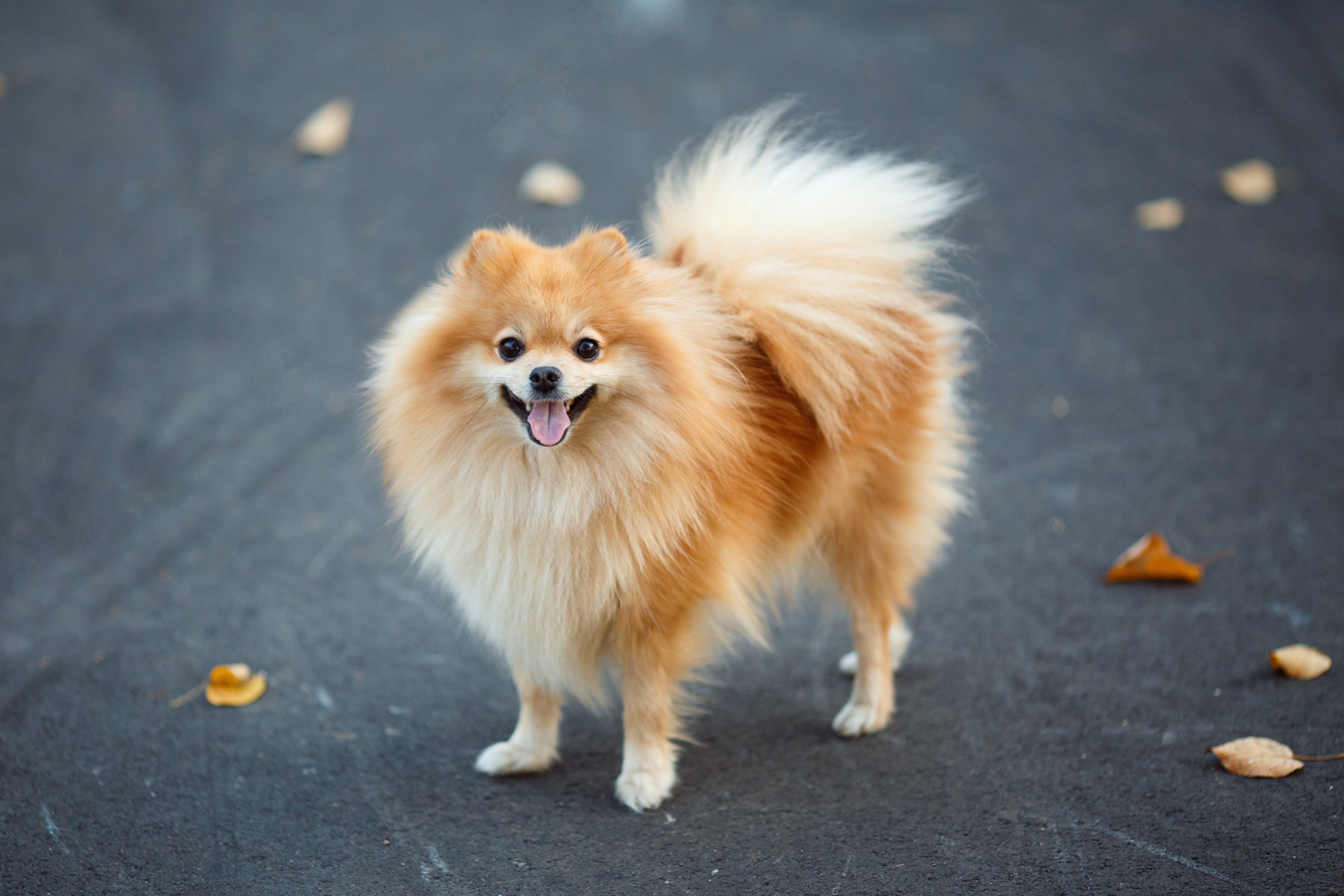 German Spitz dog breed standing outside on a sidewalk looking up panting