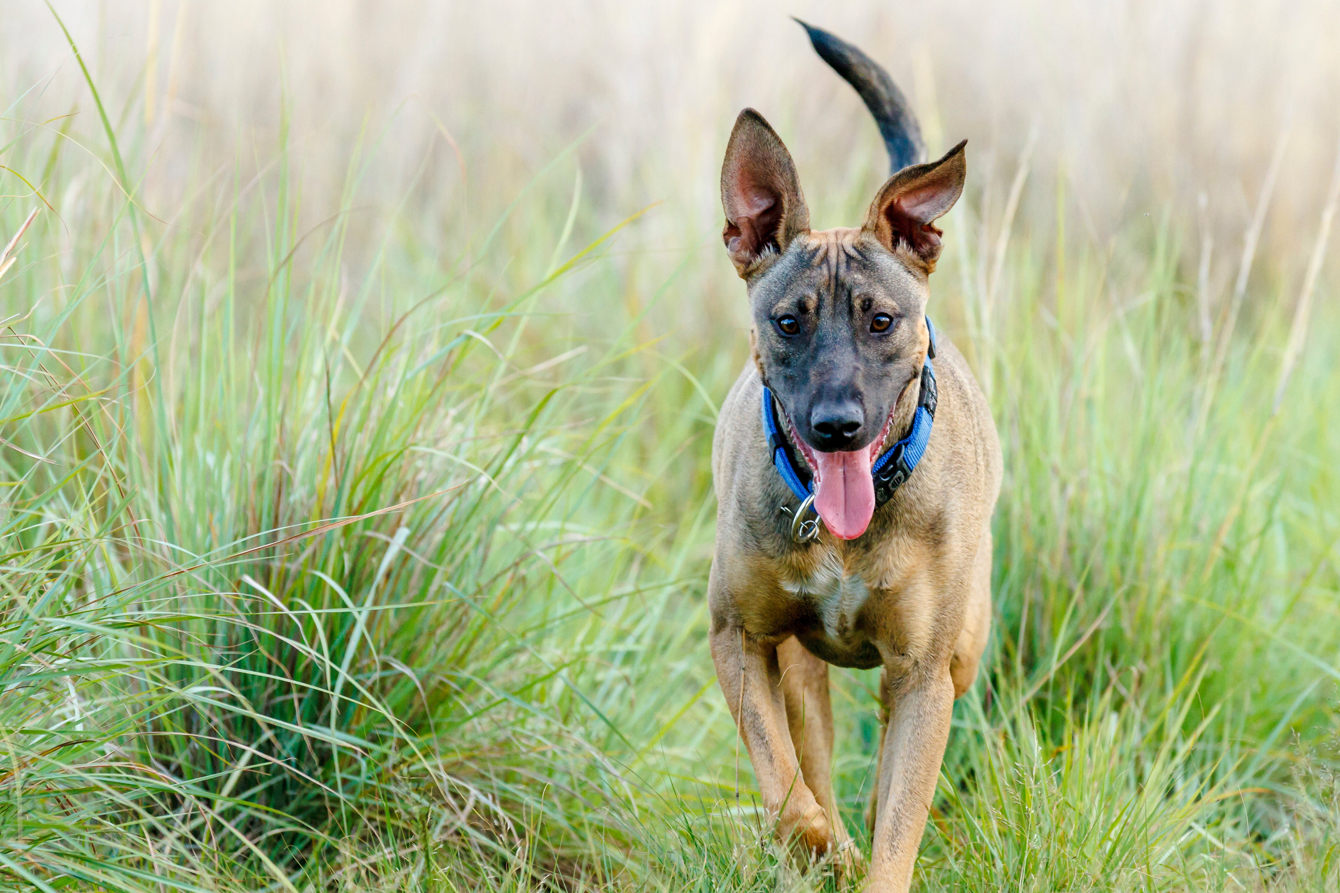 Belgian Malinois dog breed with tongue out running in a meadow toward the camera 