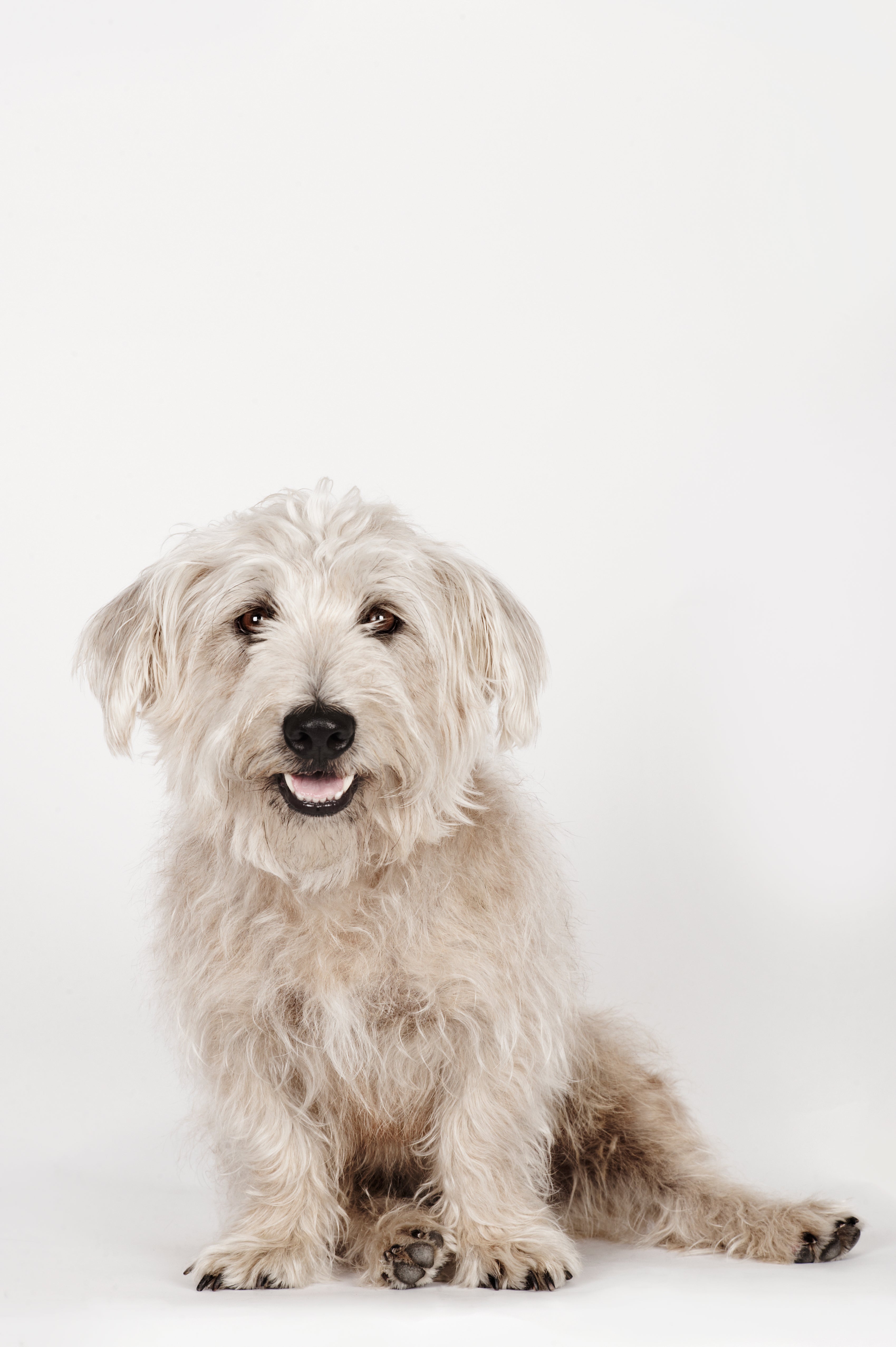 Side sitting Glen of Imaal Terrier dog breed panting against a white background