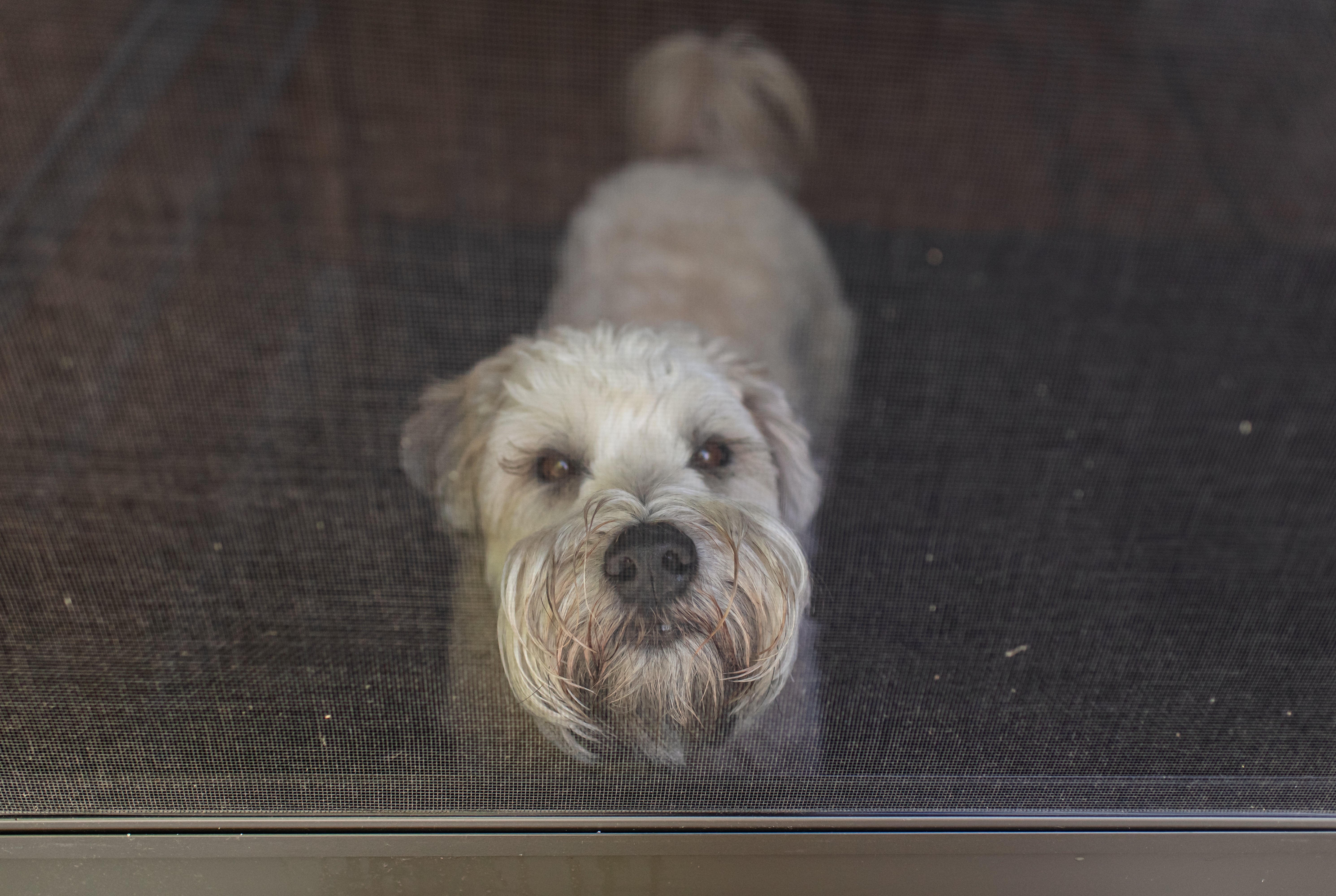 Glen of Imaal Terrier dog breed standing looking up through a window at the camera